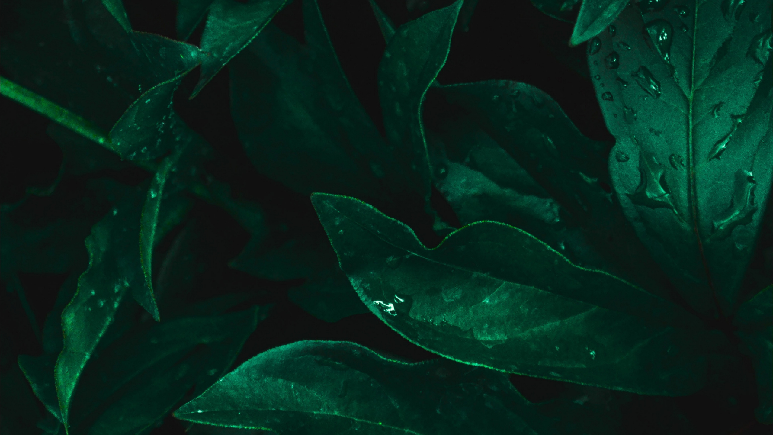 Leaf, Freshwater Aquarium, Marine Biology, Aquarium, Water. Wallpaper in 2560x1440 Resolution