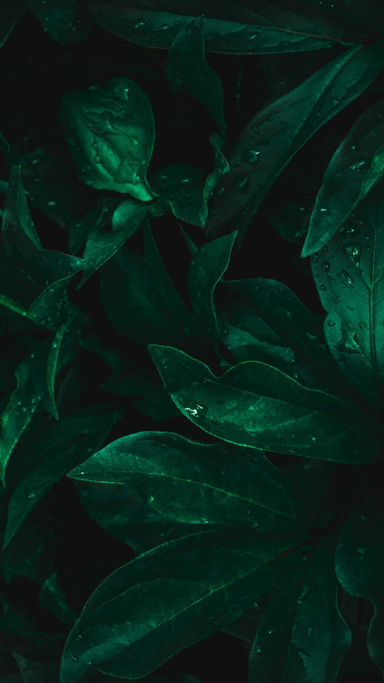 Leaf, Freshwater Aquarium, Marine Biology, Aquarium, Water. Wallpaper in 750x1334 Resolution