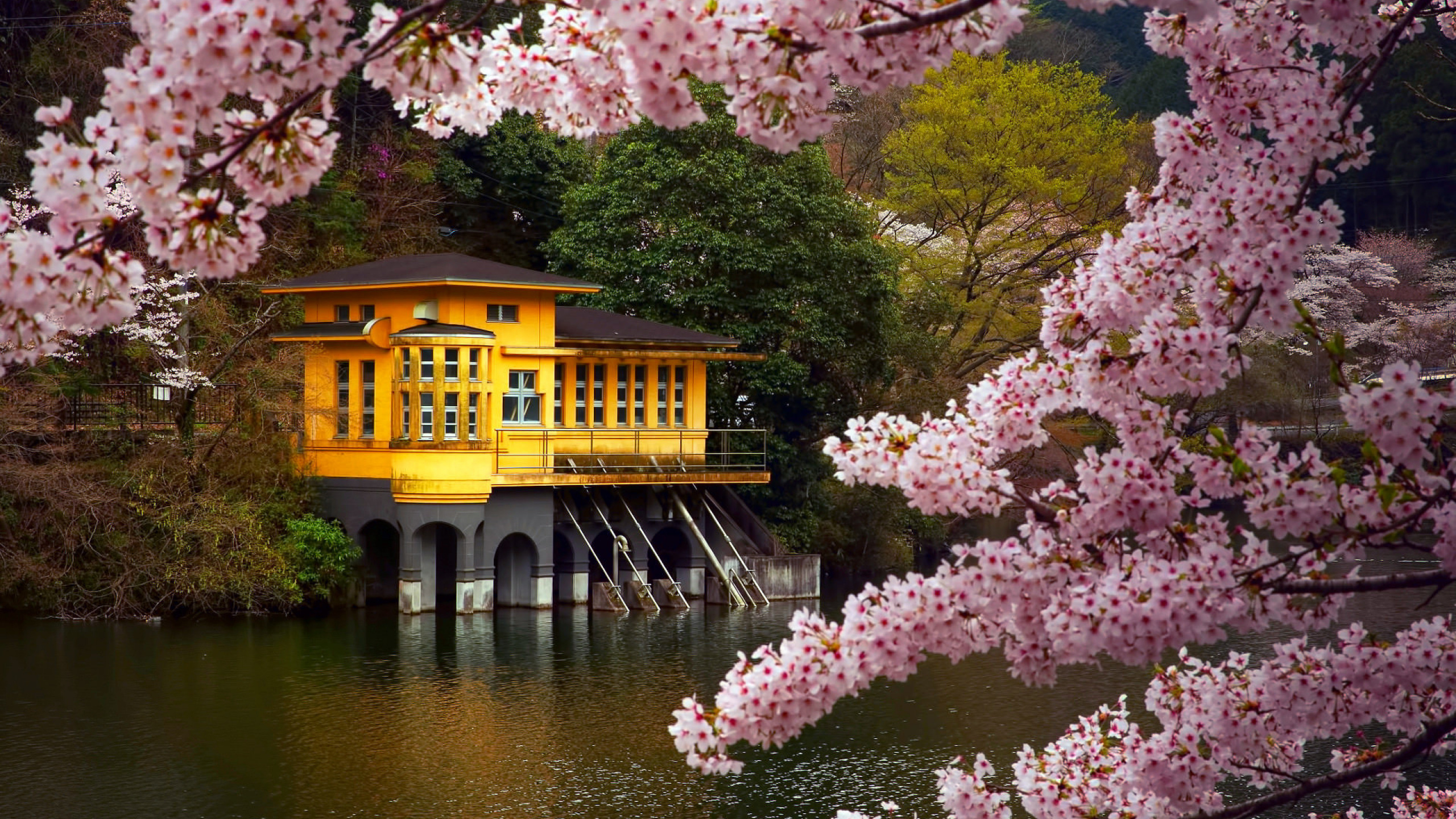 Brown Wooden Bridge Over River. Wallpaper in 2560x1440 Resolution