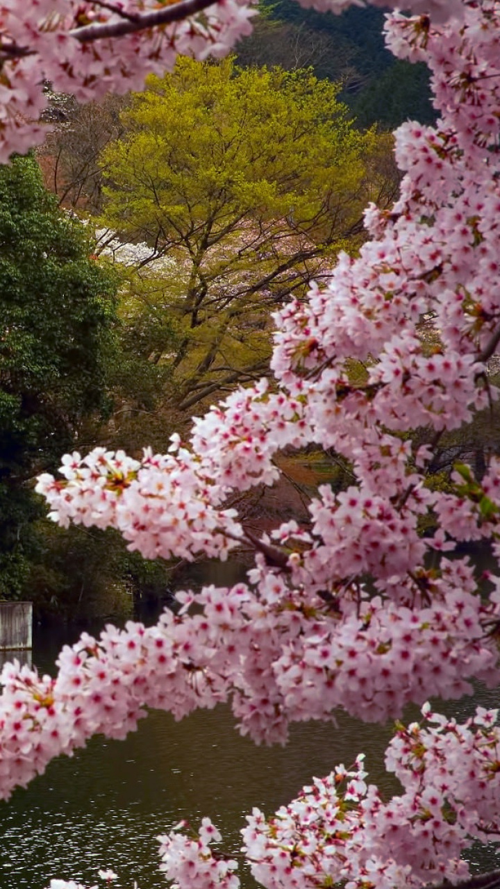 弹簧, 樱花, 开花, Steptoe Butte 州立公园, 工厂 壁纸 720x1280 允许