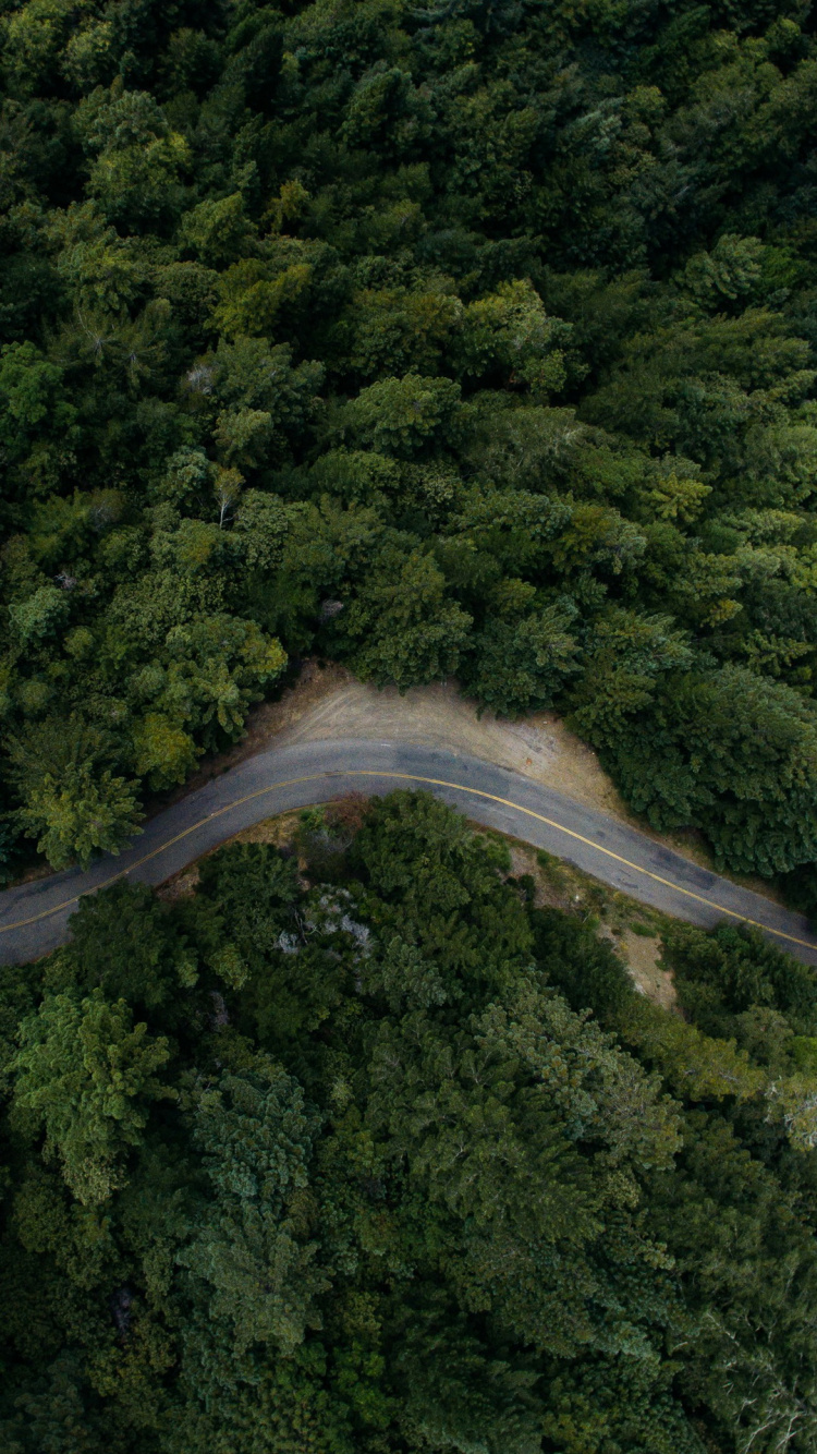 Kio Hin, Plant, Natural Landscape, Watercourse, Tree. Wallpaper in 750x1334 Resolution