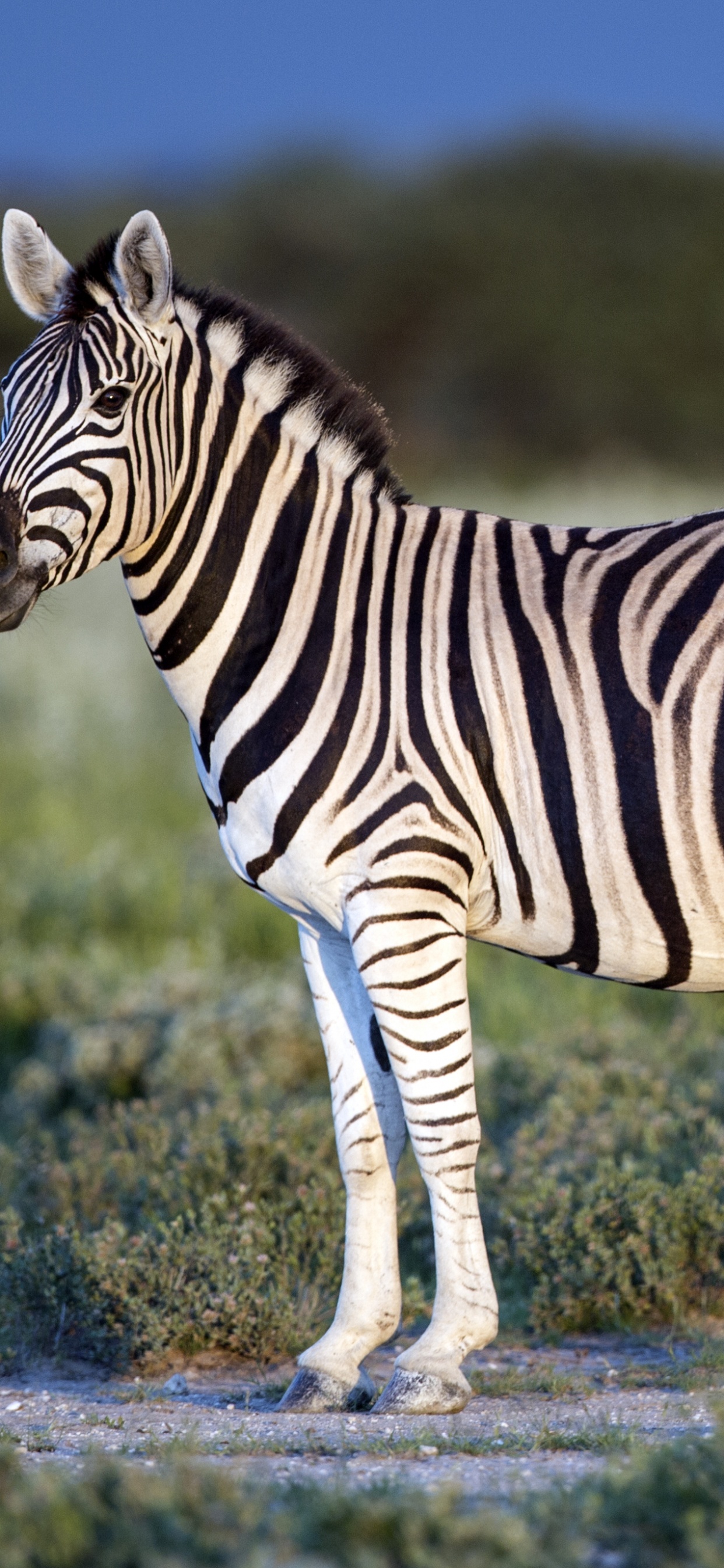 Zebra Standing on Green Grass During Daytime. Wallpaper in 1242x2688 Resolution