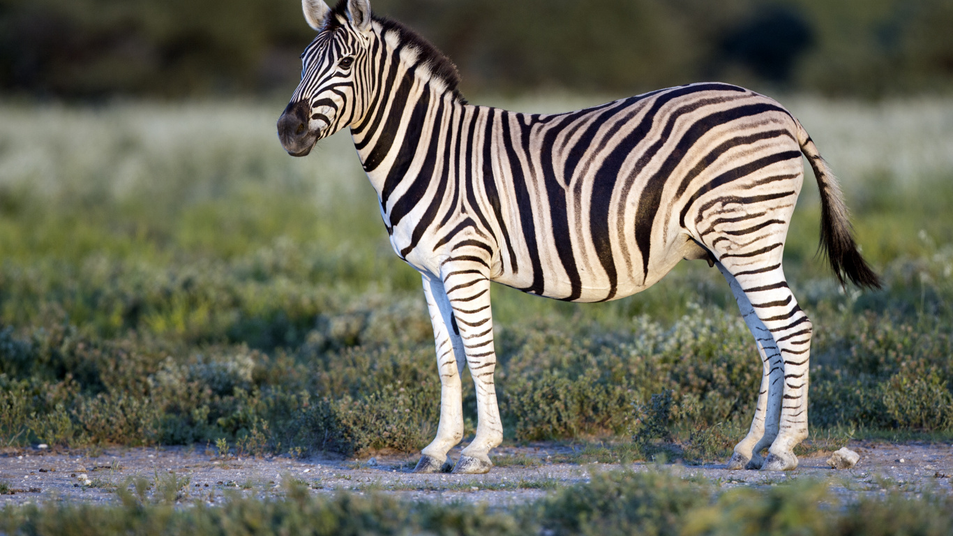 Zebra Standing on Green Grass During Daytime. Wallpaper in 1366x768 Resolution