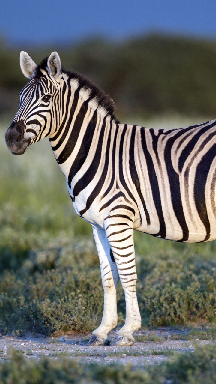 Zebra de Pie Sobre la Hierba Verde Durante el Día. Wallpaper in 720x1280 Resolution