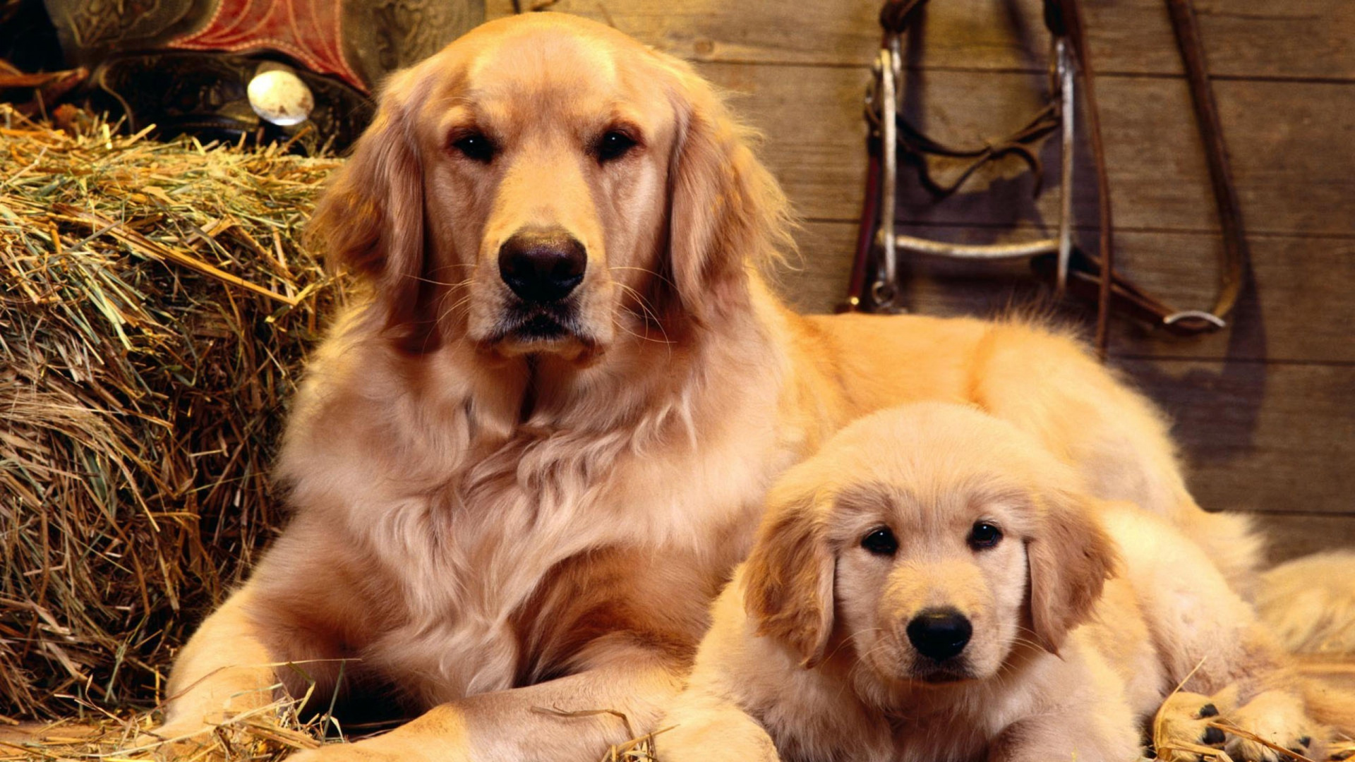 Cachorro de Golden Retriever Acostado Sobre un Piso de Madera Marrón. Wallpaper in 1920x1080 Resolution