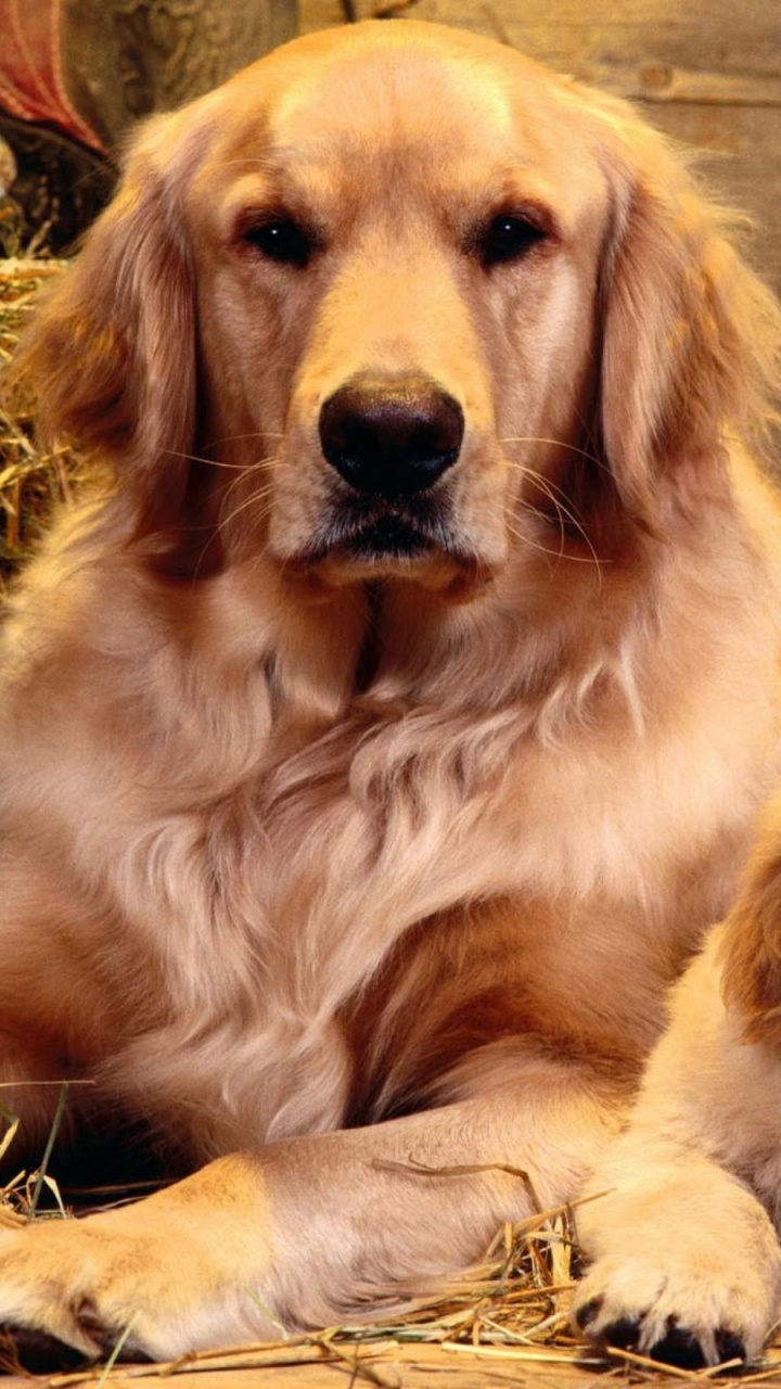 Cachorro de Golden Retriever Acostado Sobre un Piso de Madera Marrón. Wallpaper in 720x1280 Resolution