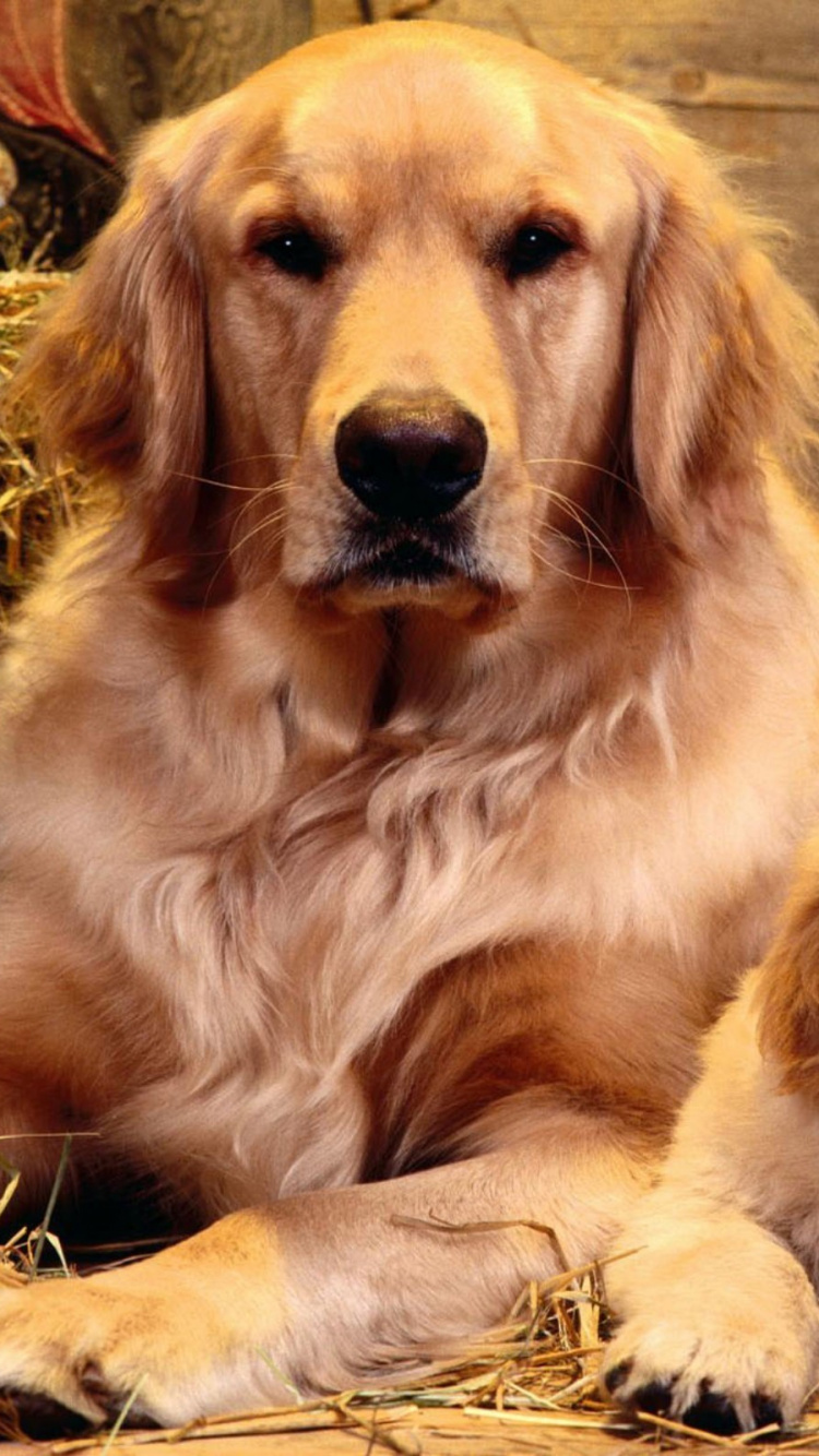 Cachorro de Golden Retriever Acostado Sobre un Piso de Madera Marrón. Wallpaper in 750x1334 Resolution