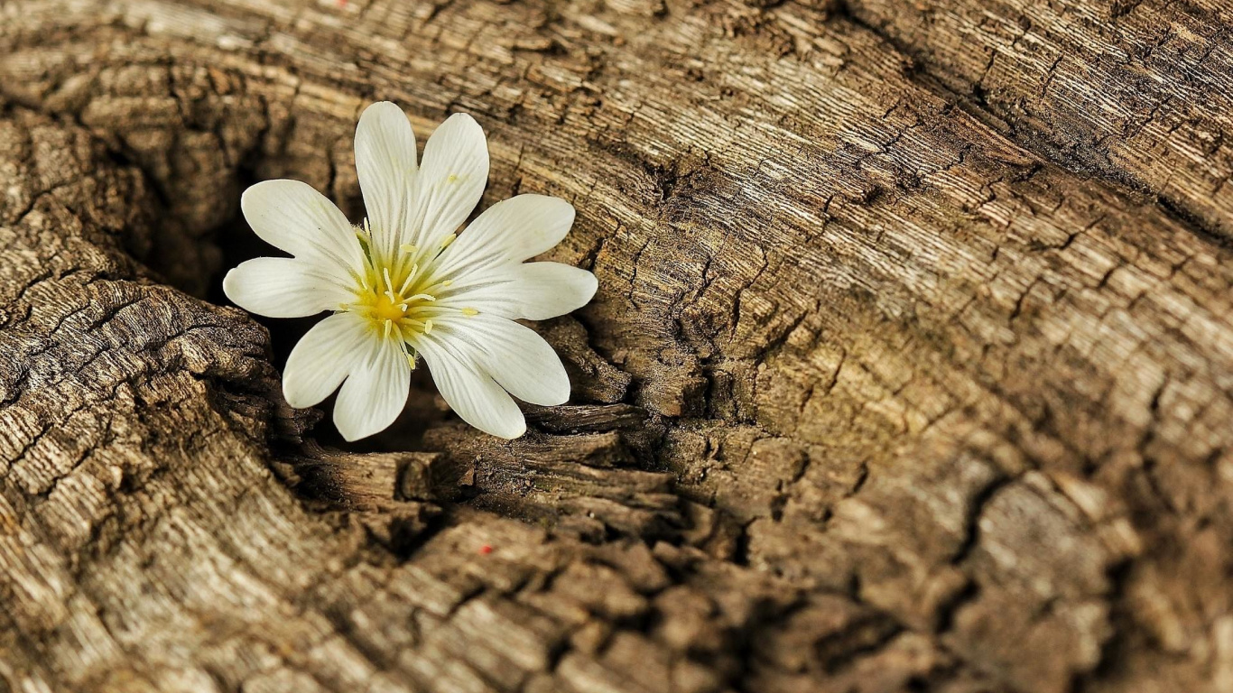 Fleur Blanche Sur Une Surface en Bois Marron. Wallpaper in 1366x768 Resolution