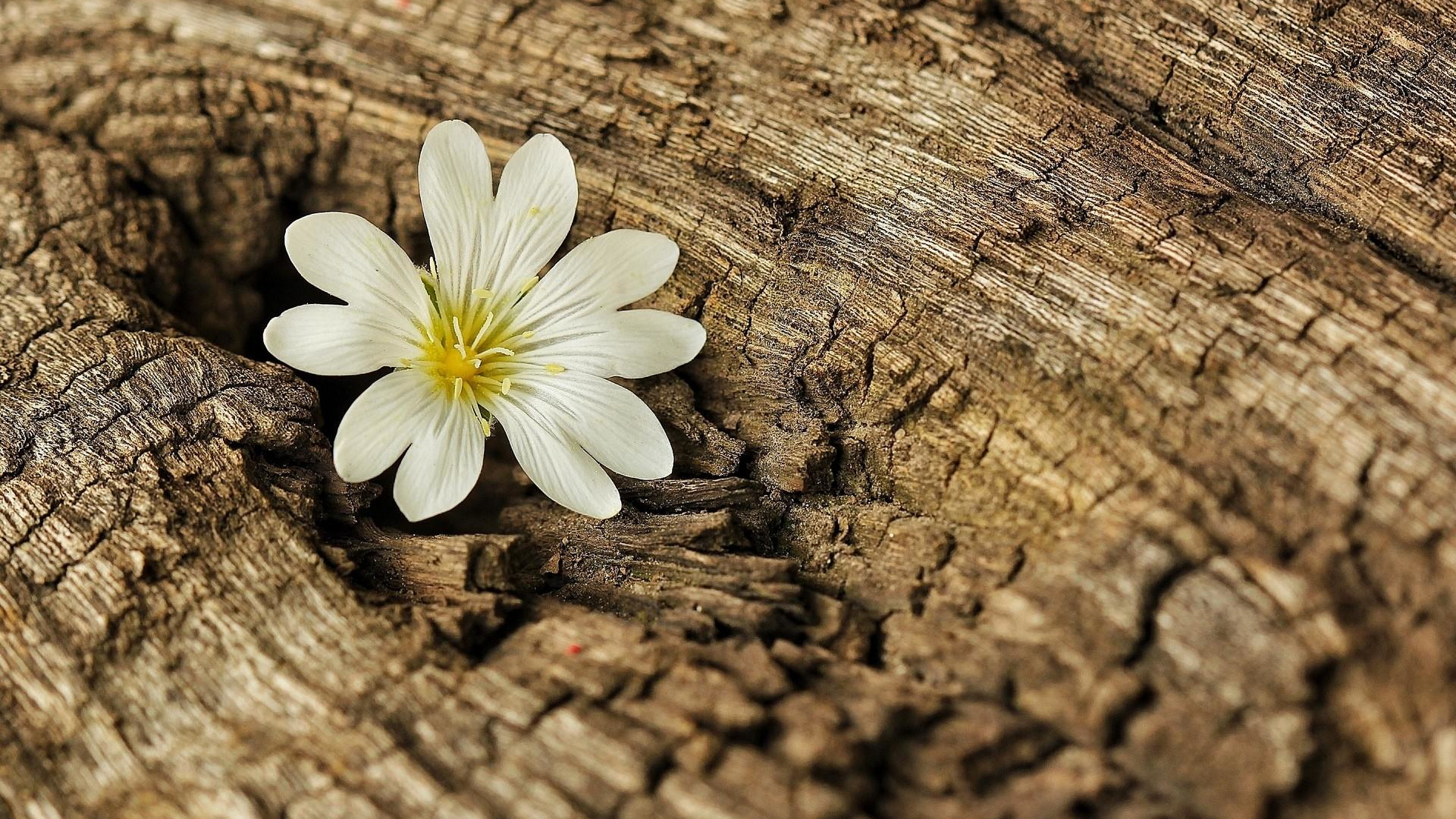 White Flower on Brown Wooden Surface. Wallpaper in 1920x1080 Resolution