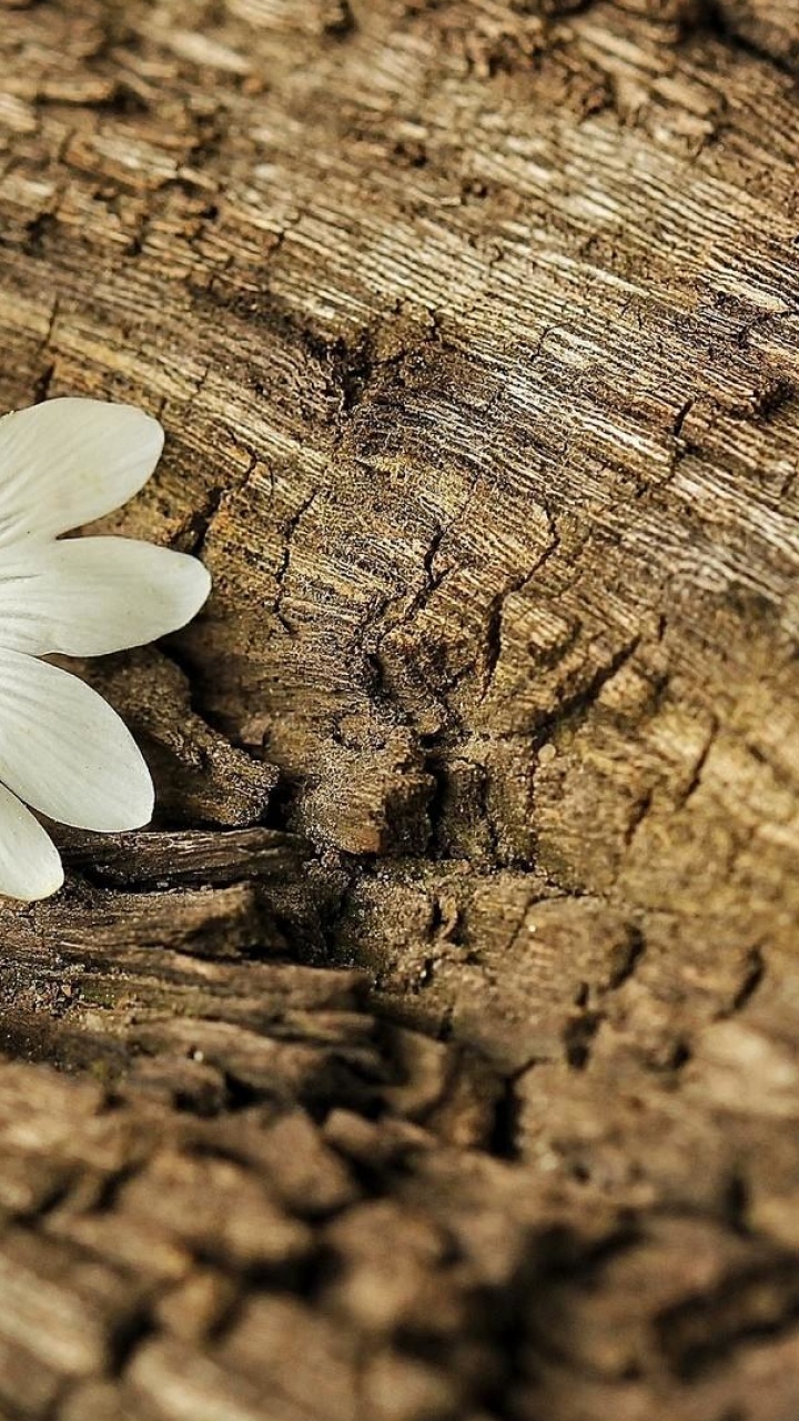 White Flower on Brown Wooden Surface. Wallpaper in 720x1280 Resolution