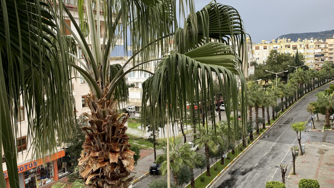 Palmera, Fecha de la Palma, el Jardín Botánico De, la Botánica, Planta Terrestre. Wallpaper in 1366x768 Resolution