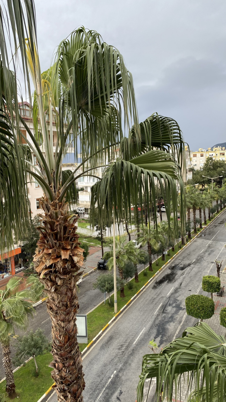 Palmera, Fecha de la Palma, el Jardín Botánico De, la Botánica, Planta Terrestre. Wallpaper in 750x1334 Resolution