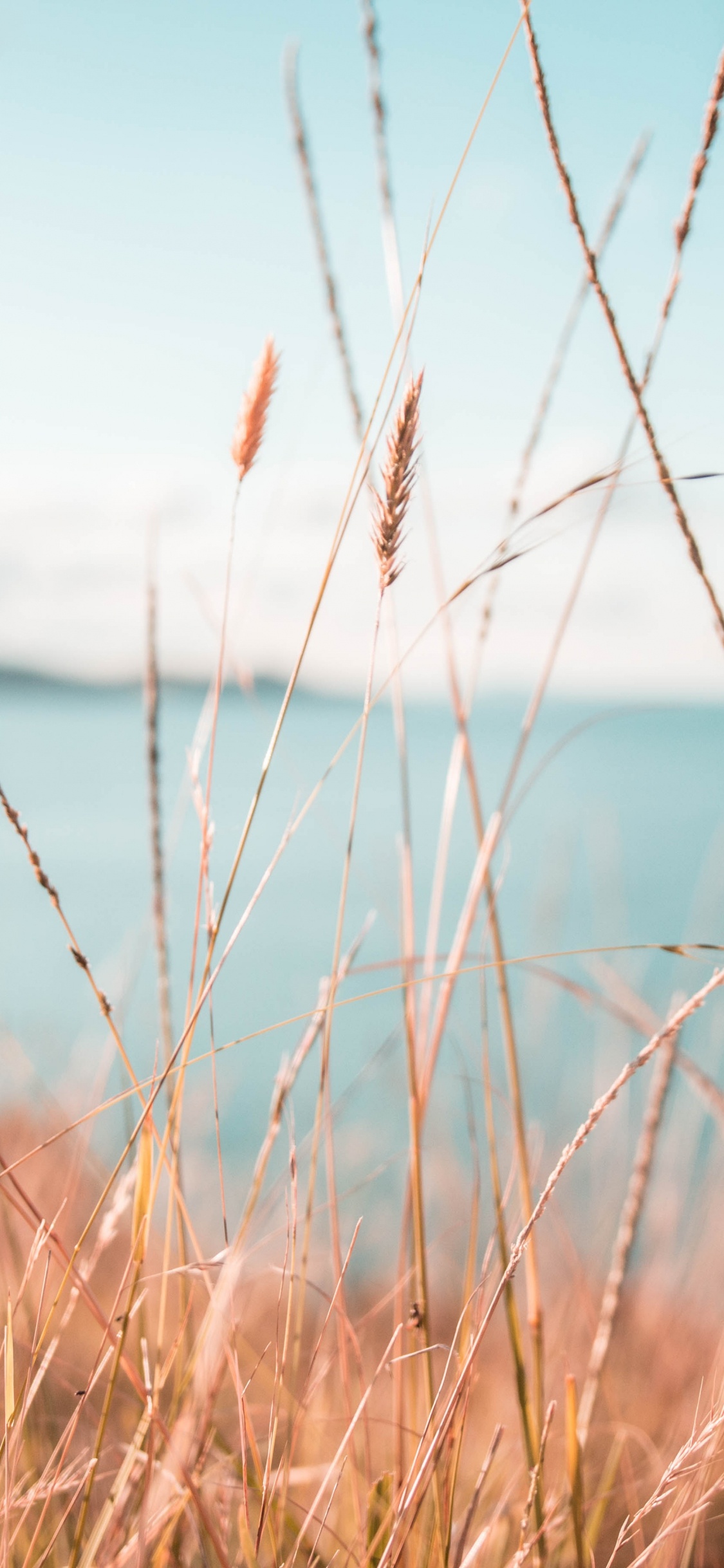 Wasser, Natur, Naturlandschaft, Gras, Blau. Wallpaper in 1125x2436 Resolution