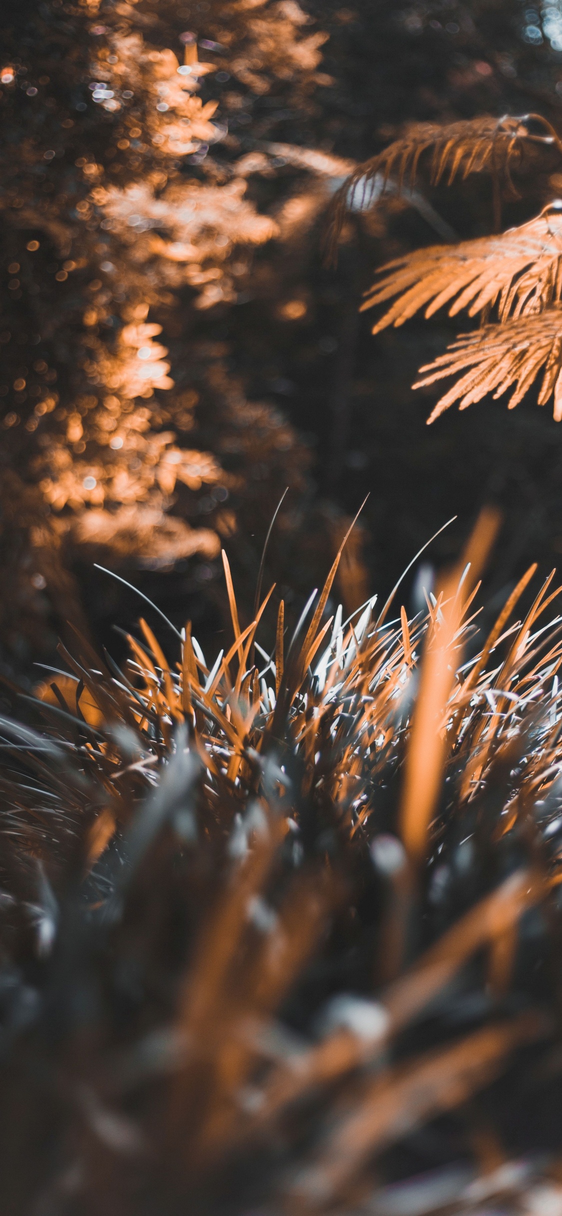 Baum, Blatt, Sonnenlicht, Natur, Fabrik. Wallpaper in 1125x2436 Resolution