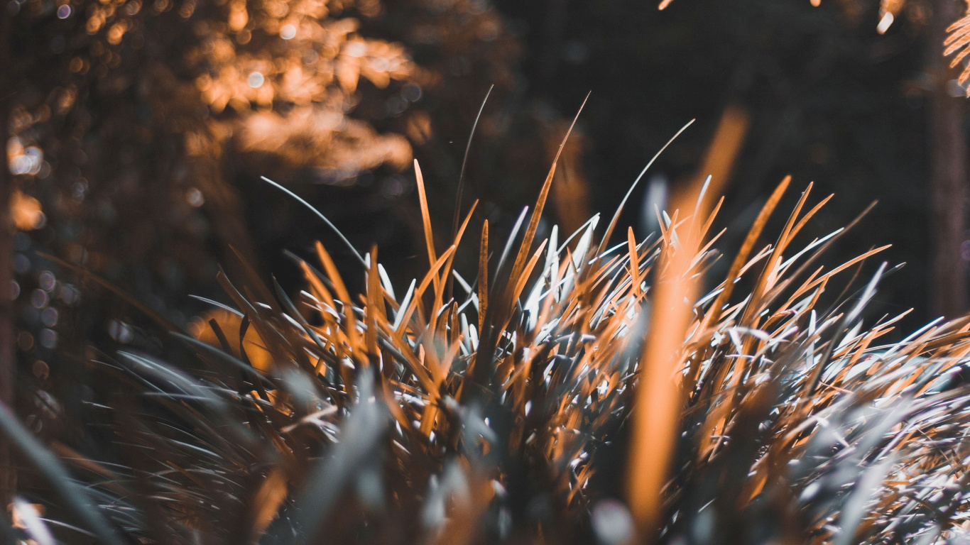 Baum, Blatt, Sonnenlicht, Natur, Fabrik. Wallpaper in 1366x768 Resolution