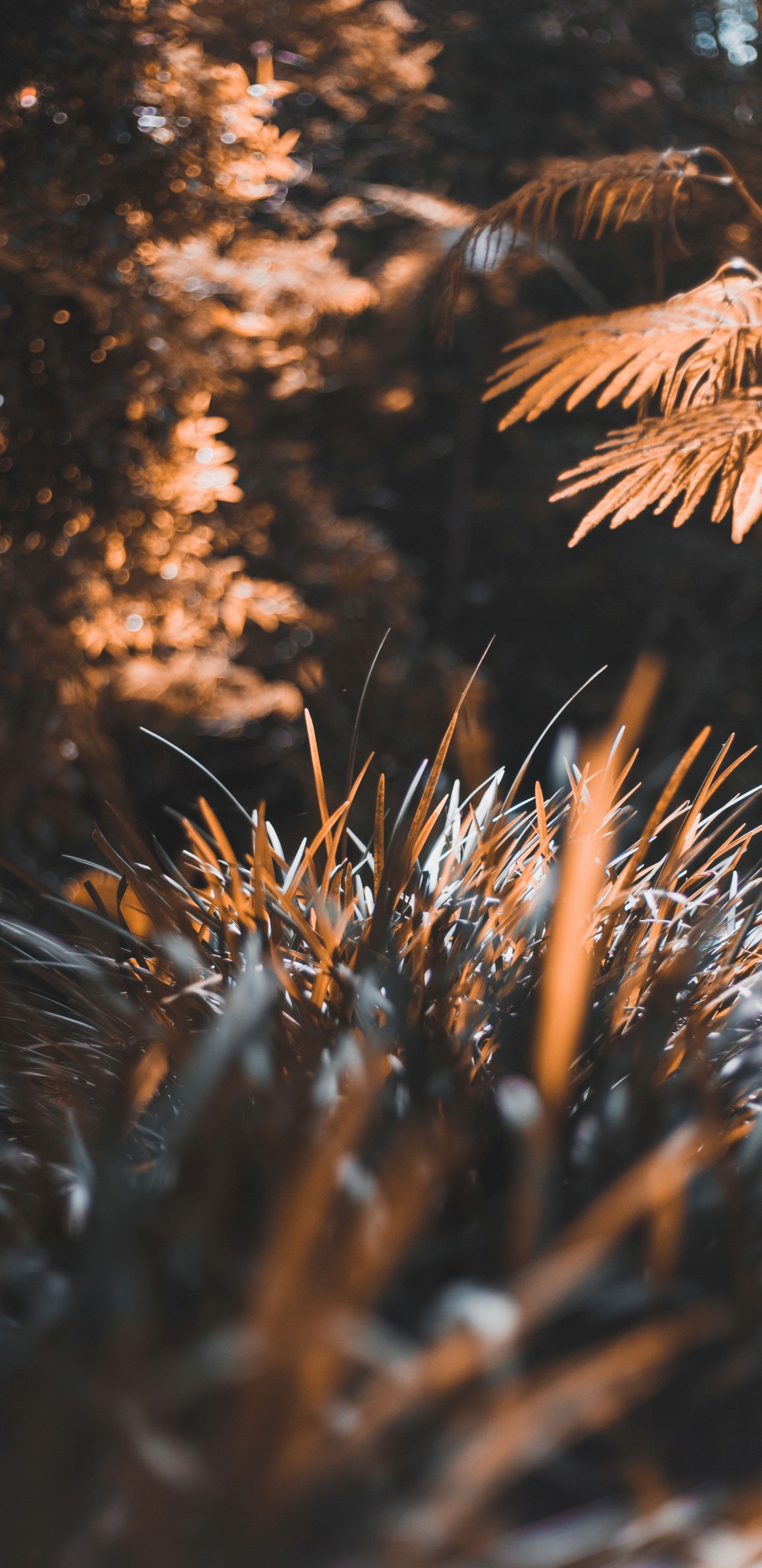 Baum, Blatt, Sonnenlicht, Natur, Fabrik. Wallpaper in 1440x2960 Resolution