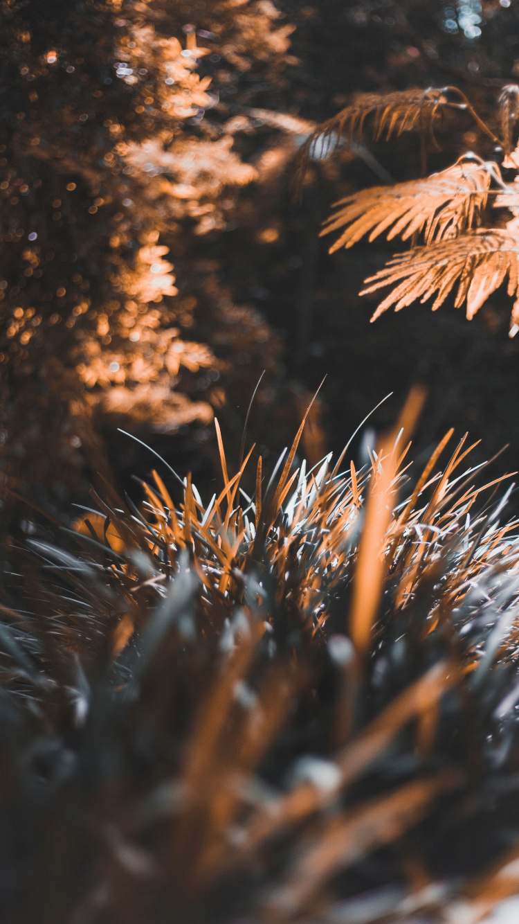 Baum, Blatt, Sonnenlicht, Natur, Fabrik. Wallpaper in 750x1334 Resolution