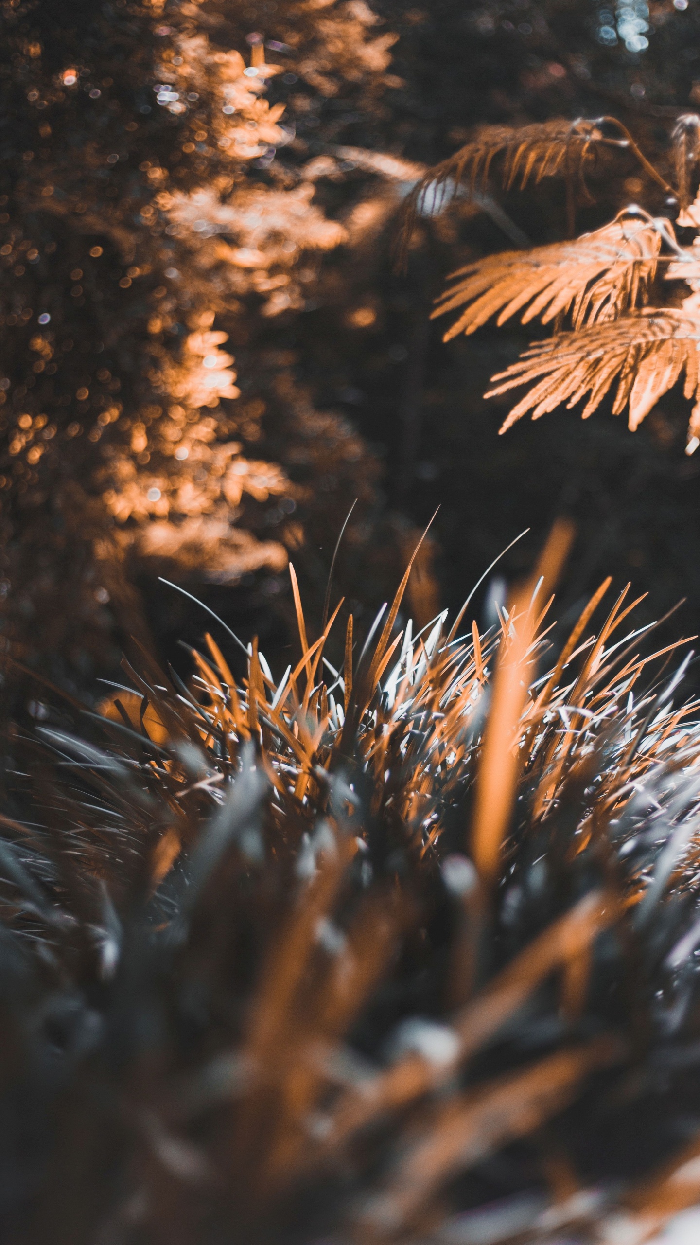 Tree, Leaf, Plant, Sunlight, Nature. Wallpaper in 1440x2560 Resolution