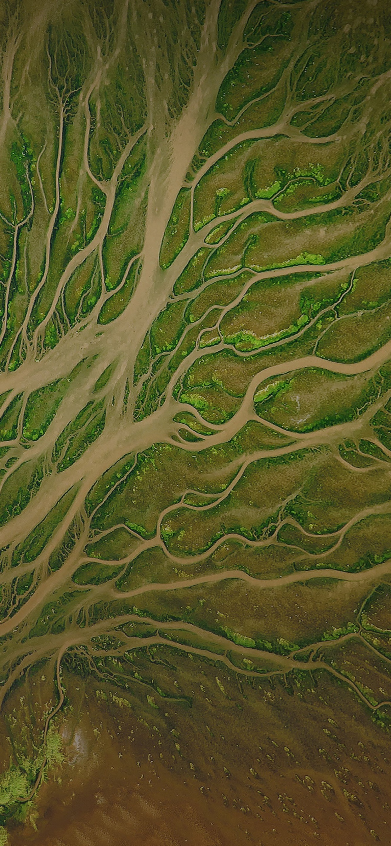 ZTE, ZTE Blade V9, Vegetation, Android, Green. Wallpaper in 1242x2688 Resolution