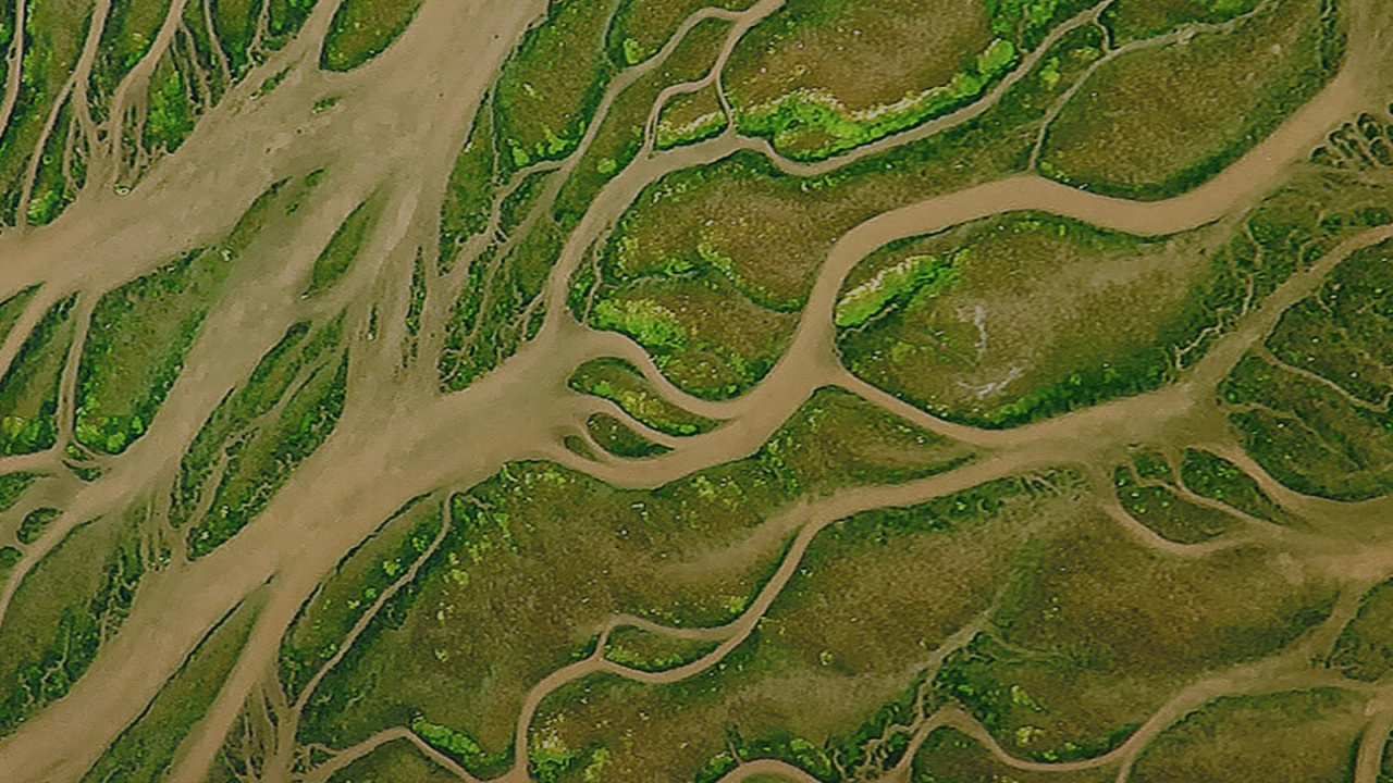 ZTE, ZTE Blade V9, Vegetation, Android, Green. Wallpaper in 1280x720 Resolution