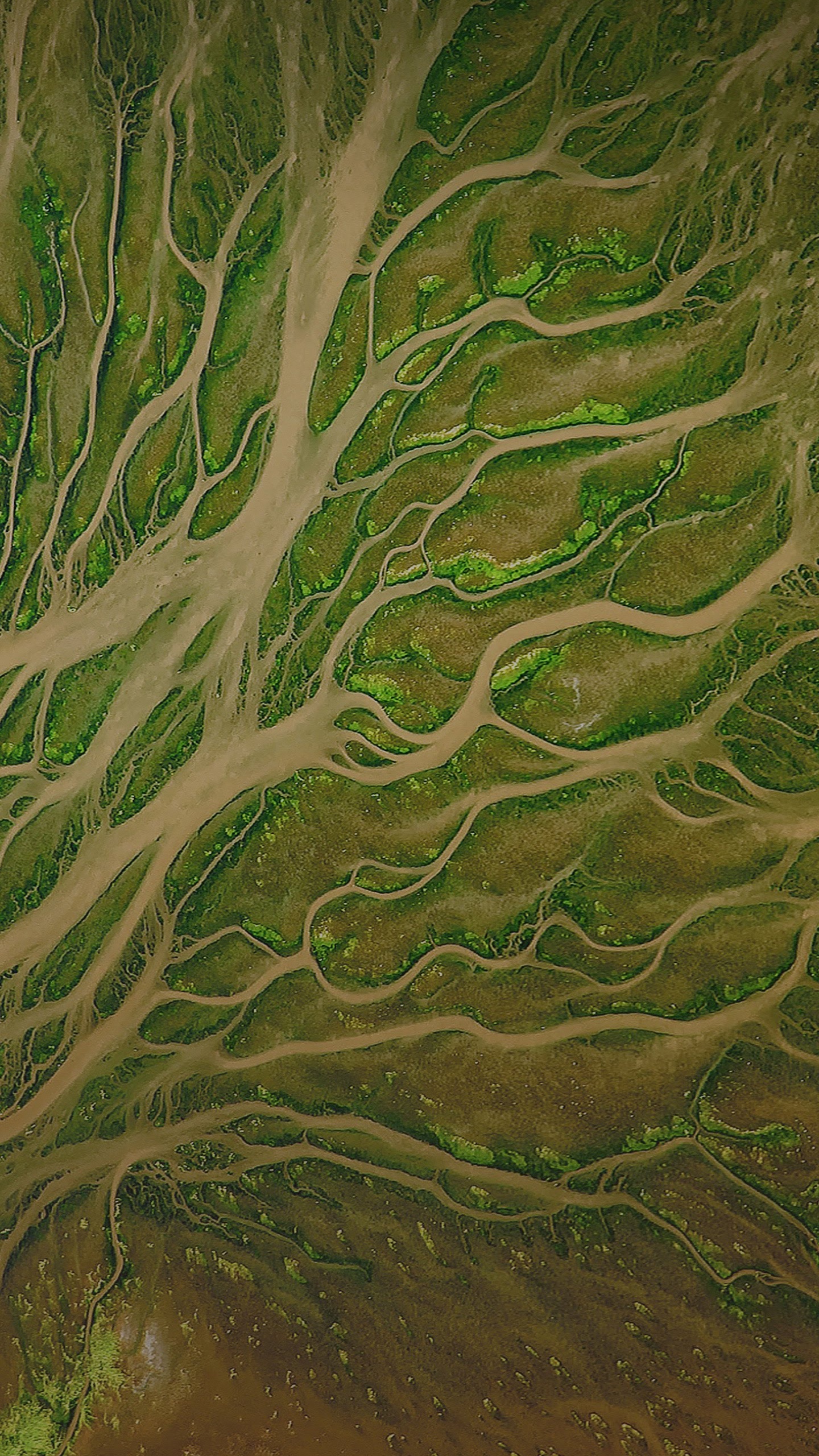 ZTE, ZTE Blade V9, Vegetation, Android, Green. Wallpaper in 1440x2560 Resolution