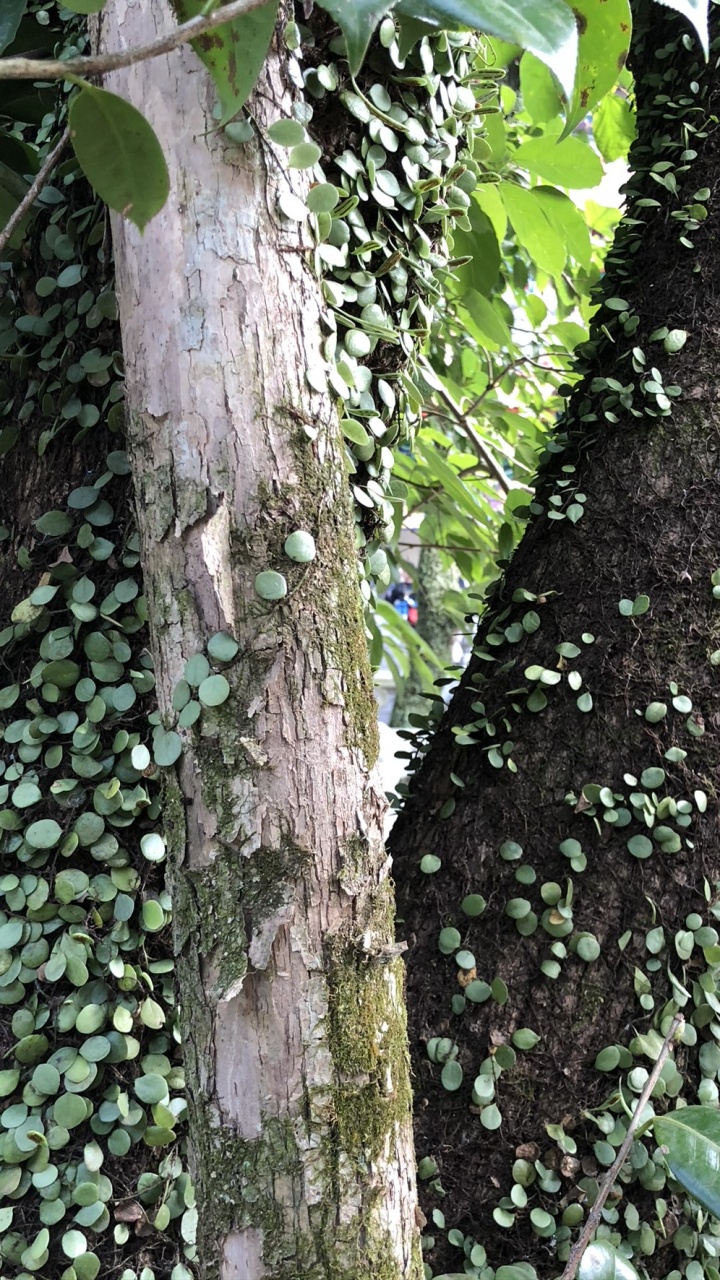 Baum, Pflanzen-Stammzellen, Wissenschaft, Biologie, Woody Pflanze. Wallpaper in 720x1280 Resolution