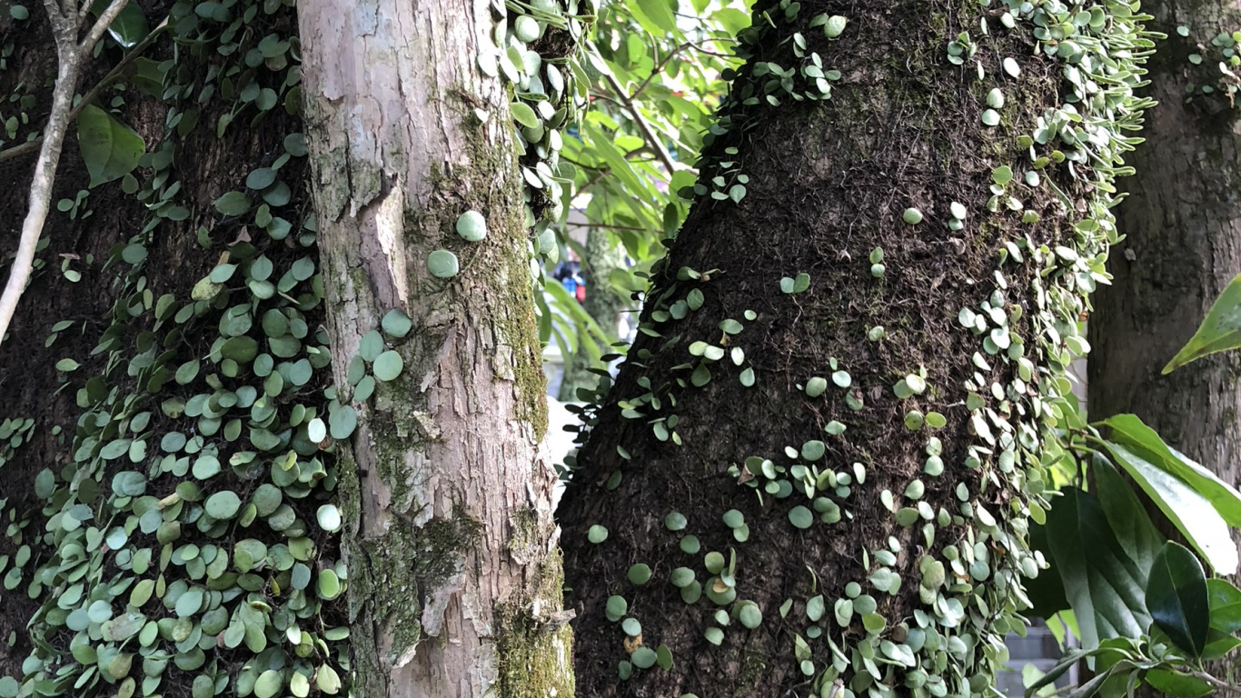 Tree, Plant Stem, Science, Biology, Woody Plant. Wallpaper in 1366x768 Resolution