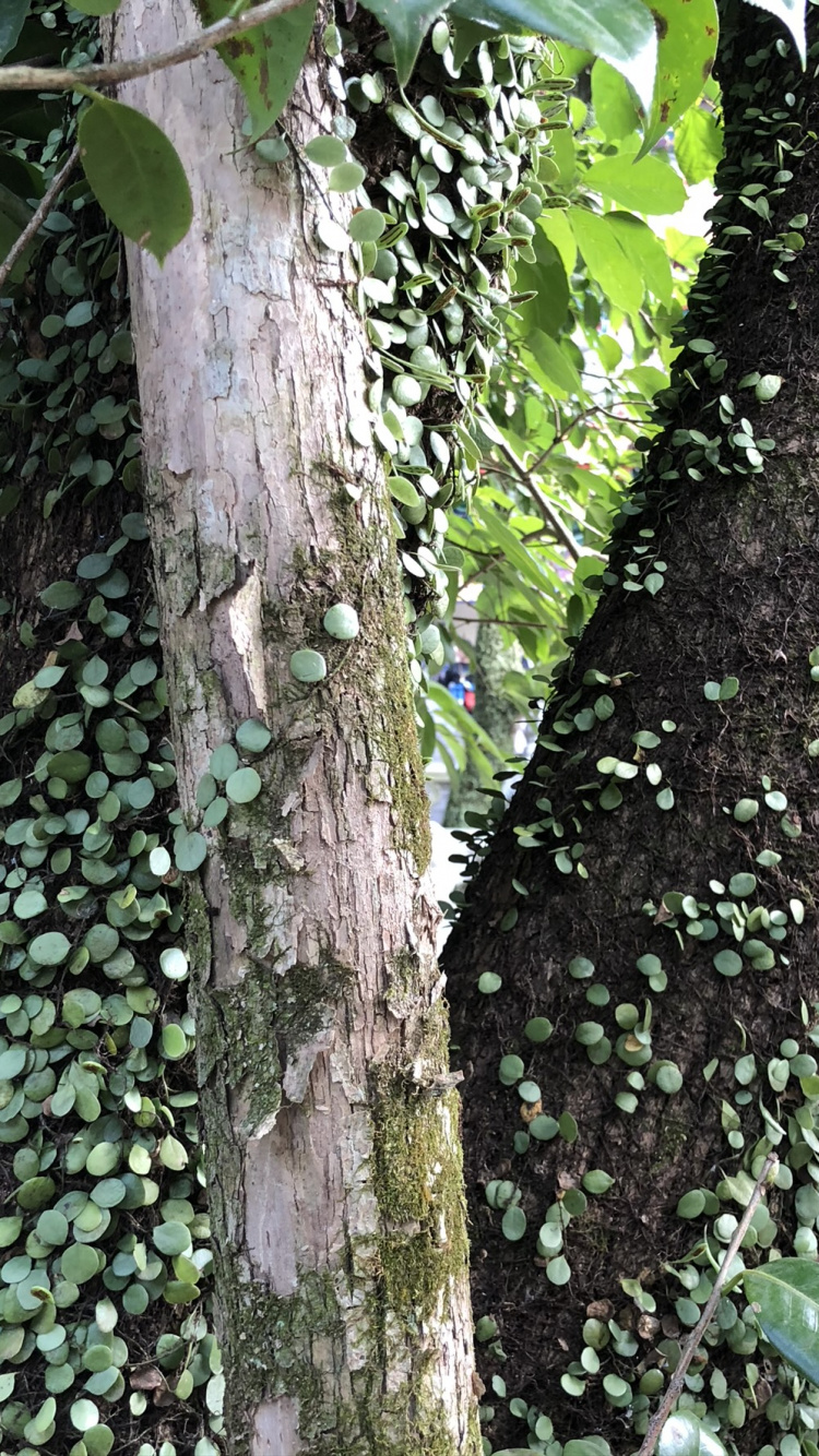 Tree, Plant Stem, Science, Biology, Woody Plant. Wallpaper in 750x1334 Resolution