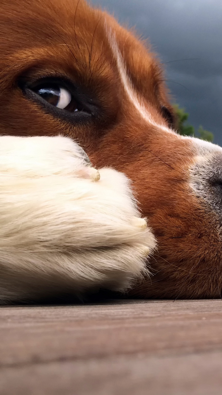 Perro Marrón y Blanco Sobre un Piso de Madera Marrón Durante el Día. Wallpaper in 750x1334 Resolution