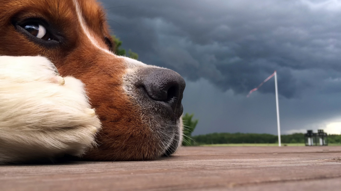 Brown and White Dog on Brown Wooden Floor During Daytime. Wallpaper in 1366x768 Resolution