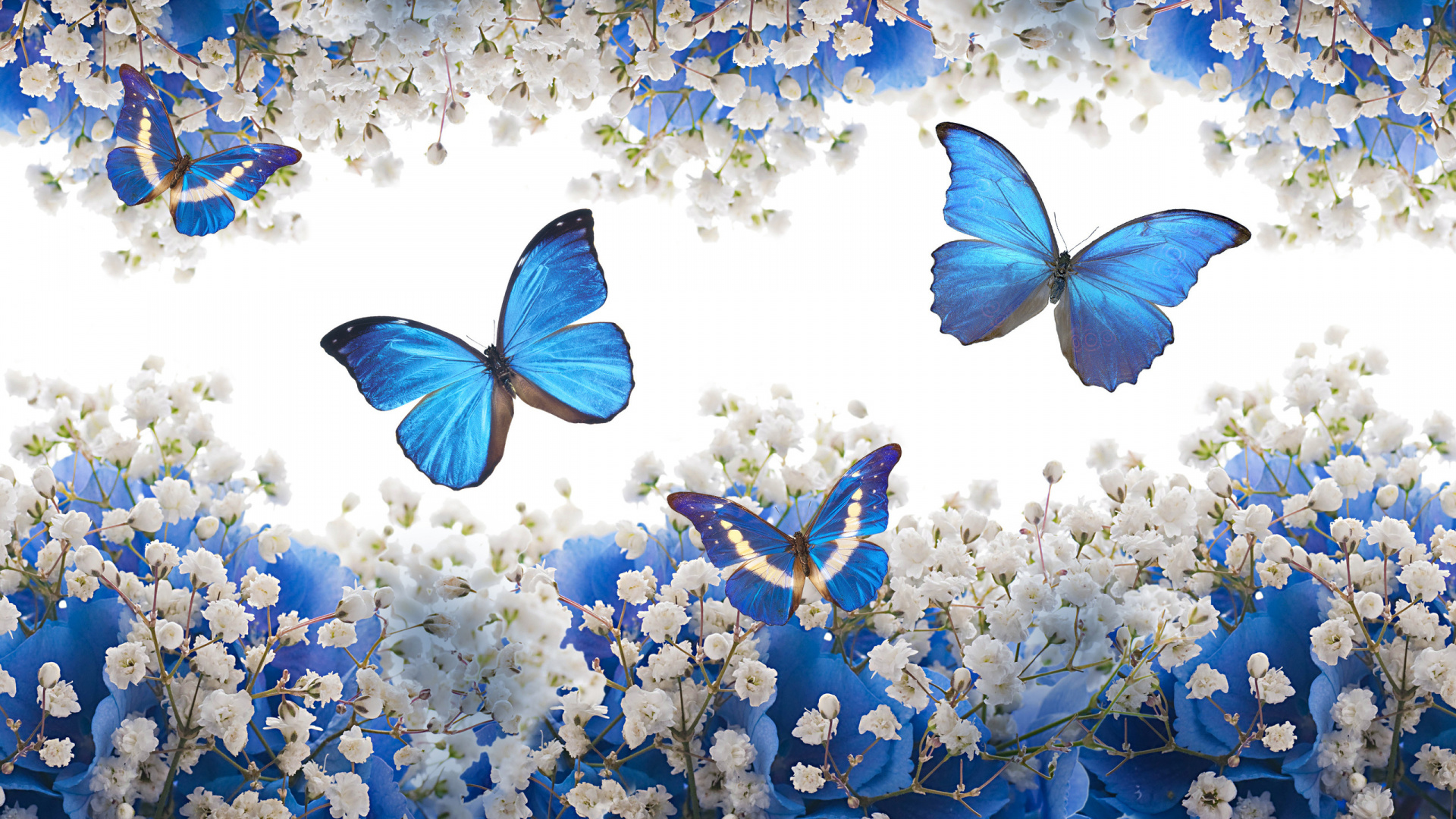 Blau-weißer Schmetterling Auf Blauer Blume. Wallpaper in 1920x1080 Resolution