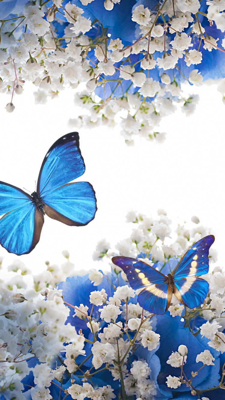 Mariposa Azul y Blanca Sobre Flor Azul. Wallpaper in 750x1334 Resolution