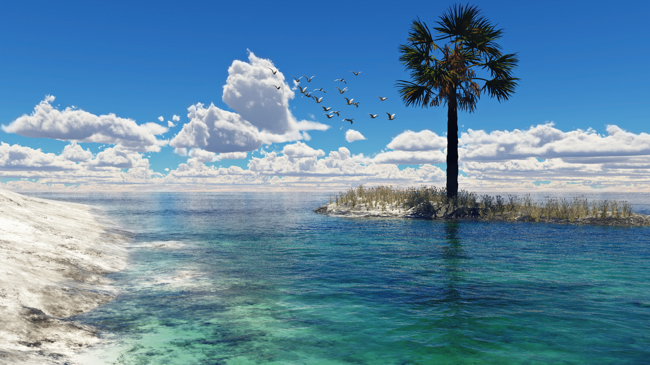 Palm Tree Near Body of Water During Daytime. Wallpaper in 2560x1440 Resolution