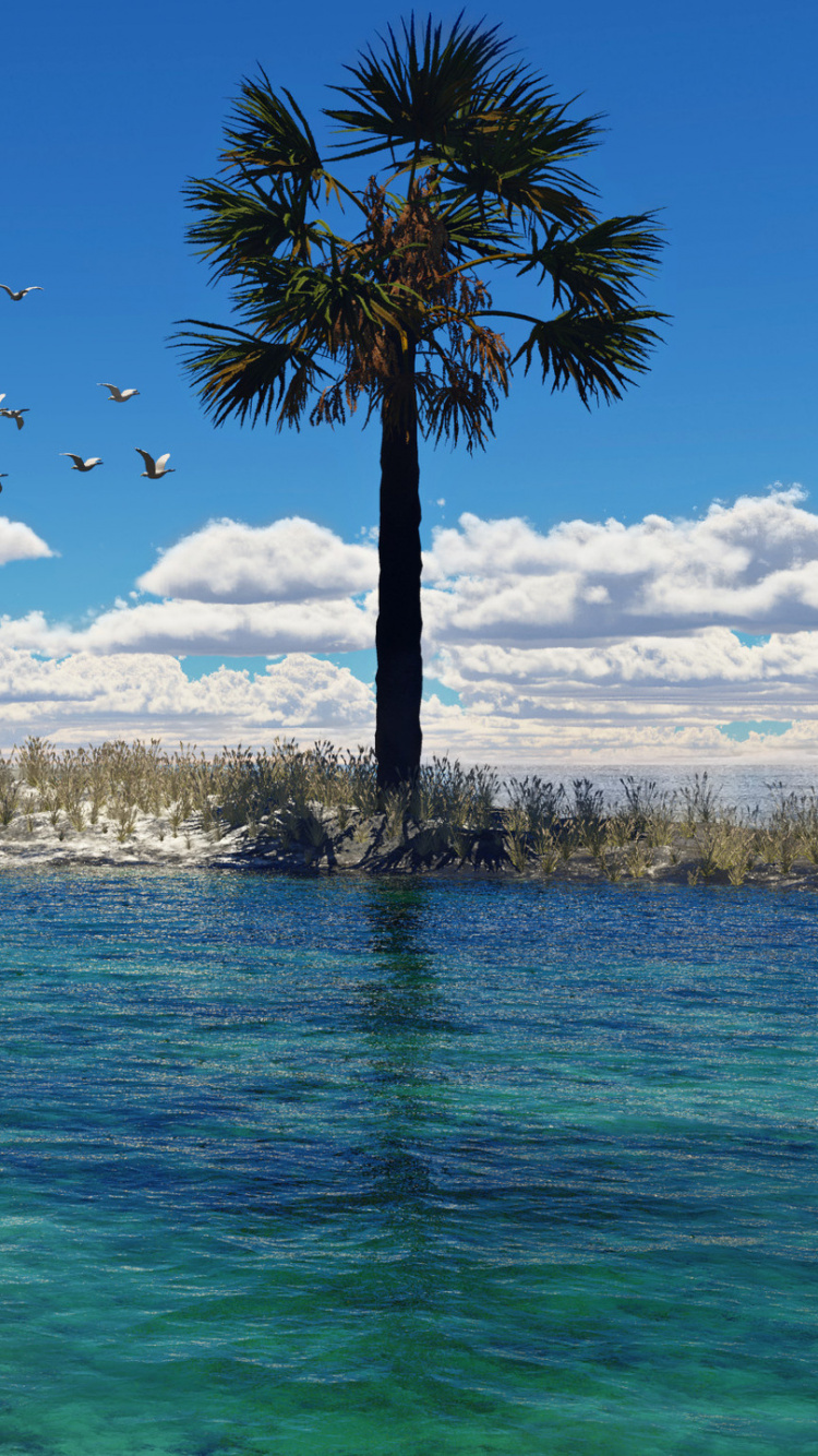 Palme in Der Nähe Eines Gewässers Tagsüber. Wallpaper in 750x1334 Resolution