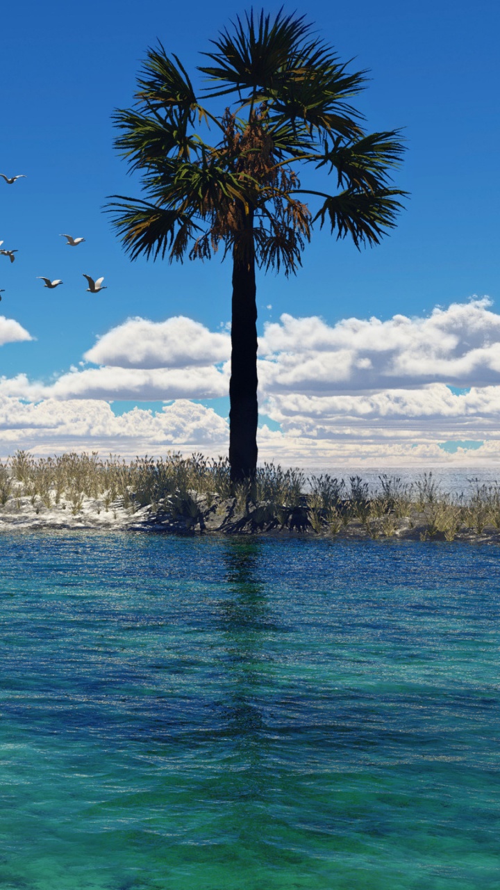 Palmier Près du Plan D'eau Pendant la Journée. Wallpaper in 720x1280 Resolution