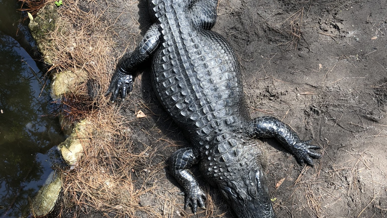 Cocodrilo, Cocodrilo Americano, Cocodrilo Del Nilo, Reptil, Escala de Reptiles. Wallpaper in 1280x720 Resolution
