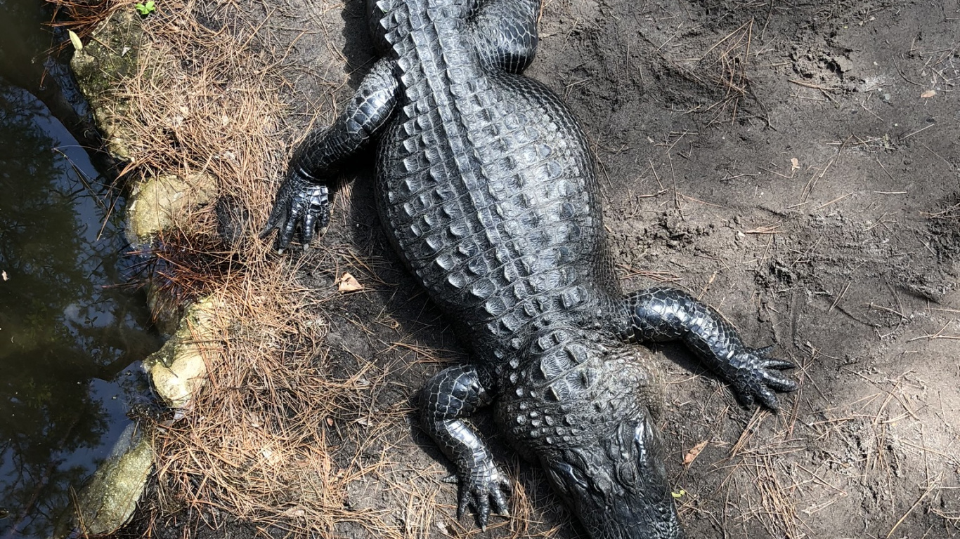 Cocodrilo, Cocodrilo Americano, Cocodrilo Del Nilo, Reptil, Escala de Reptiles. Wallpaper in 1366x768 Resolution