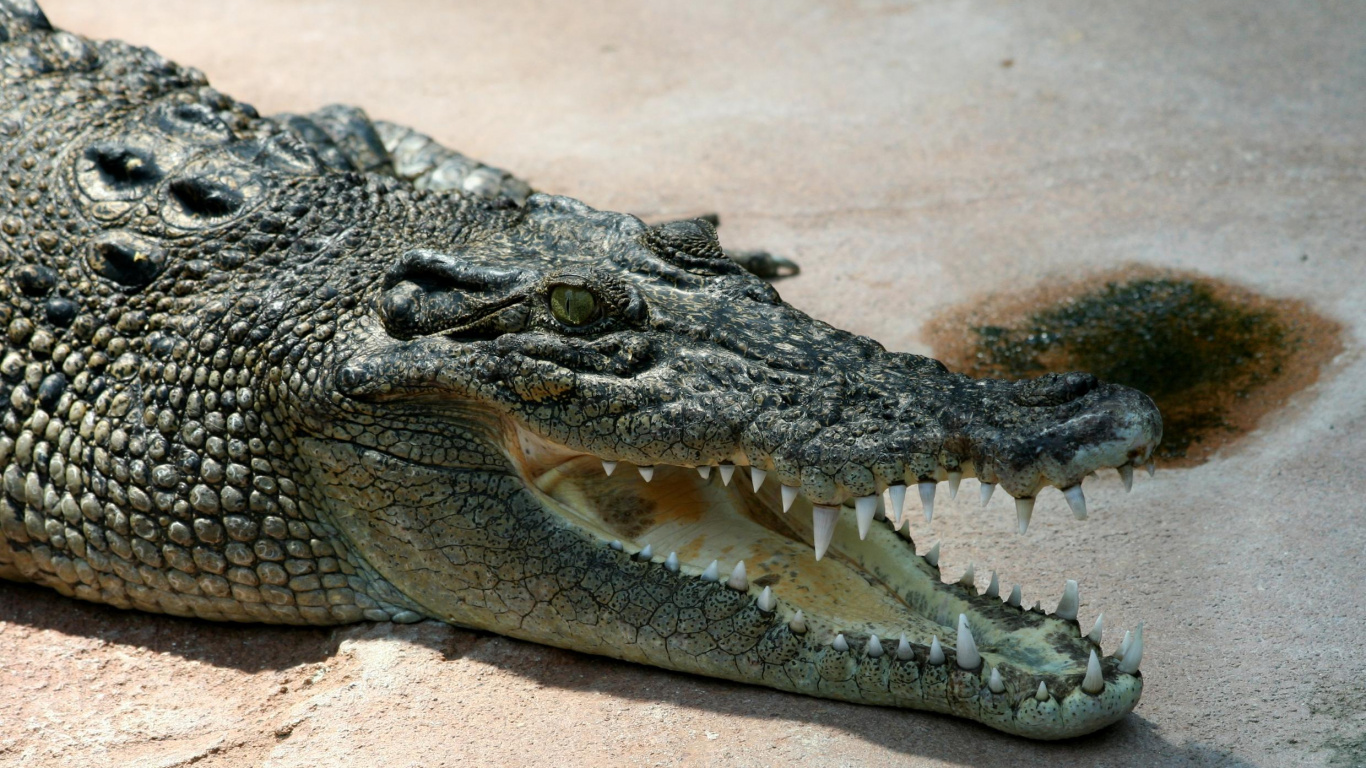 Crocodile Noir Sur Sable Brun Pendant la Journée. Wallpaper in 1366x768 Resolution