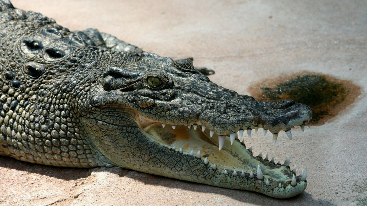 Black Crocodile on Brown Sand During Daytime. Wallpaper in 1280x720 Resolution