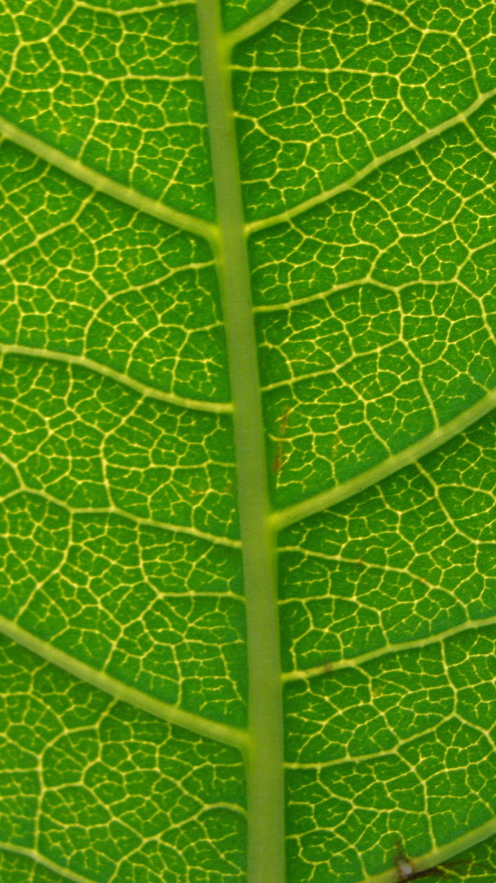 Grünes Blatt Mit Wassertropfen. Wallpaper in 720x1280 Resolution