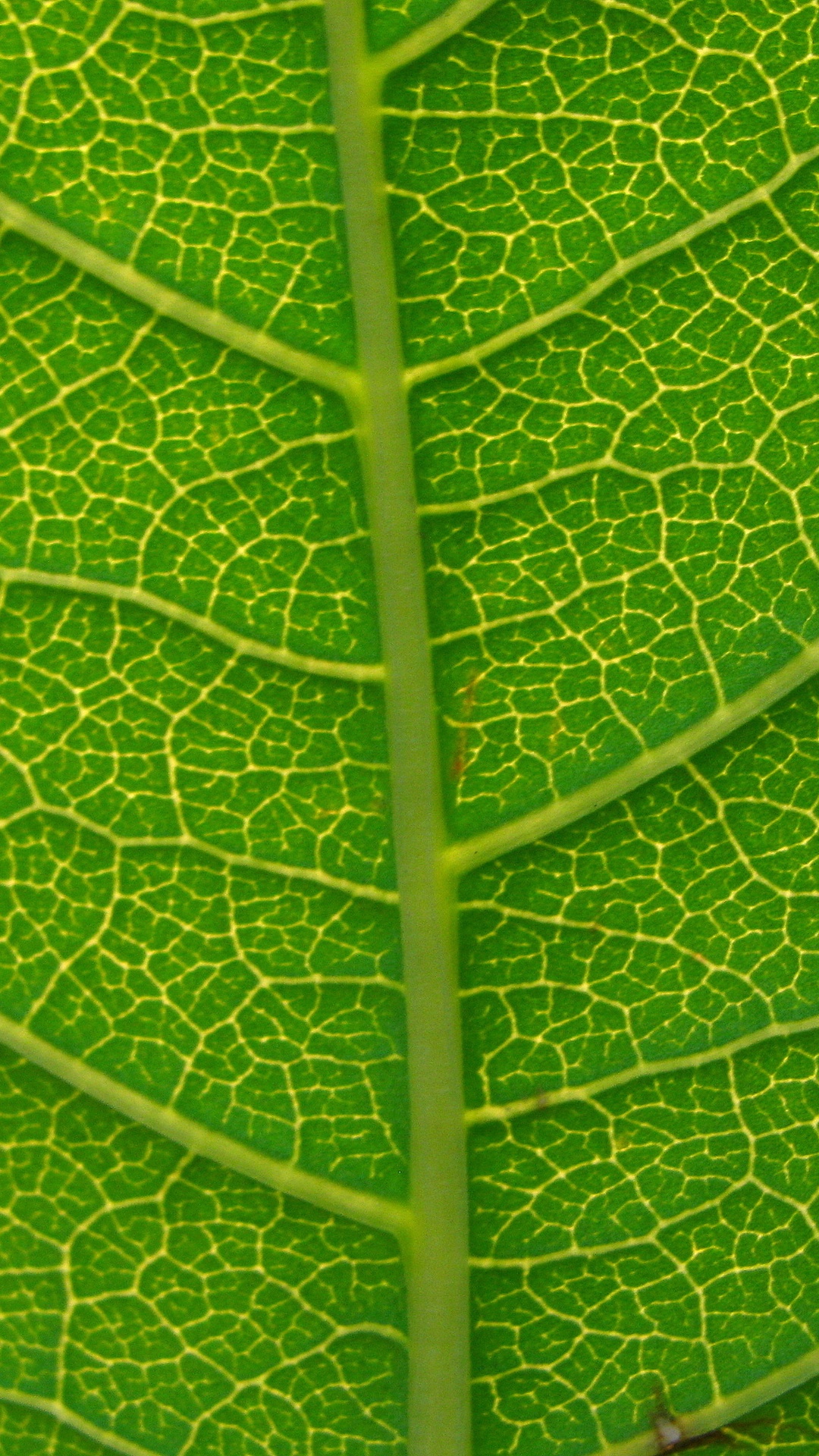 Feuille Verte Avec Des Gouttelettes D'eau. Wallpaper in 1080x1920 Resolution