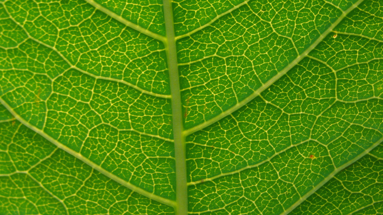 Hoja Verde Con Gotas de Agua. Wallpaper in 1280x720 Resolution