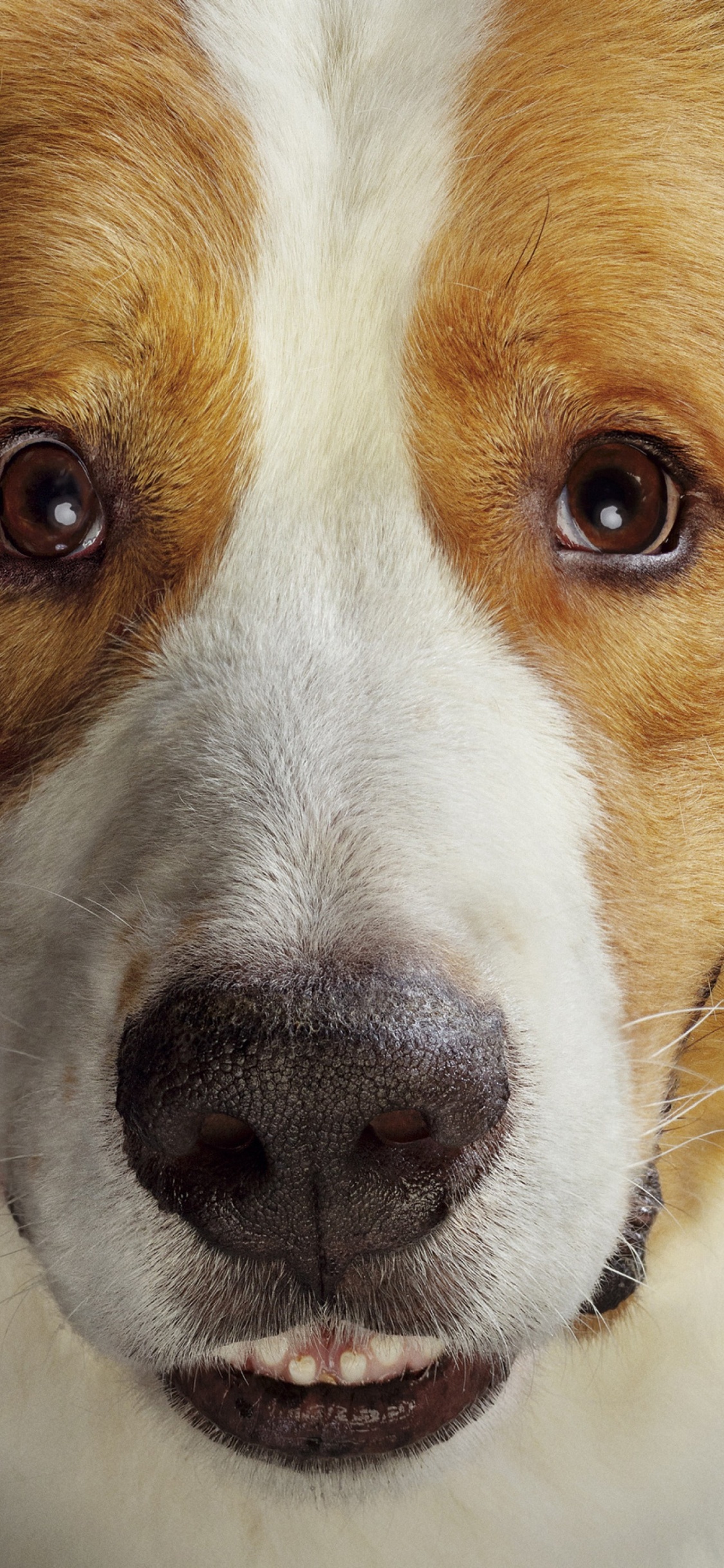 Bailey Eine Hundereise, Welpe, Beagle, Hund, Auge. Wallpaper in 1125x2436 Resolution