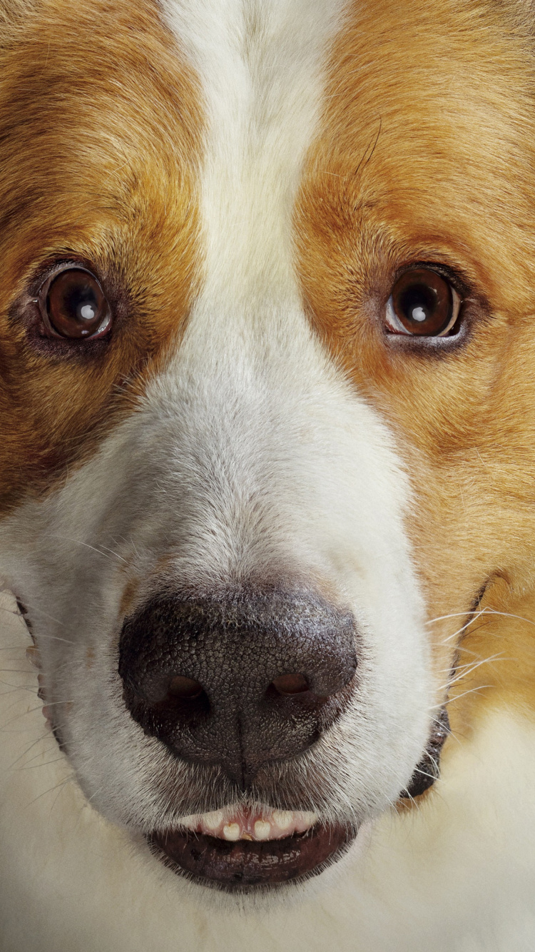 Bailey Eine Hundereise, Welpe, Beagle, Hund, Auge. Wallpaper in 750x1334 Resolution