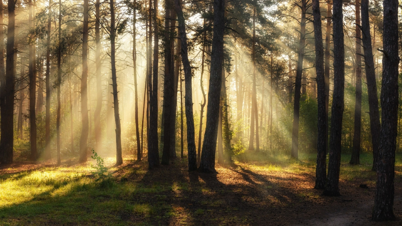 Brown Trees on Green Grass Field During Daytime. Wallpaper in 1280x720 Resolution