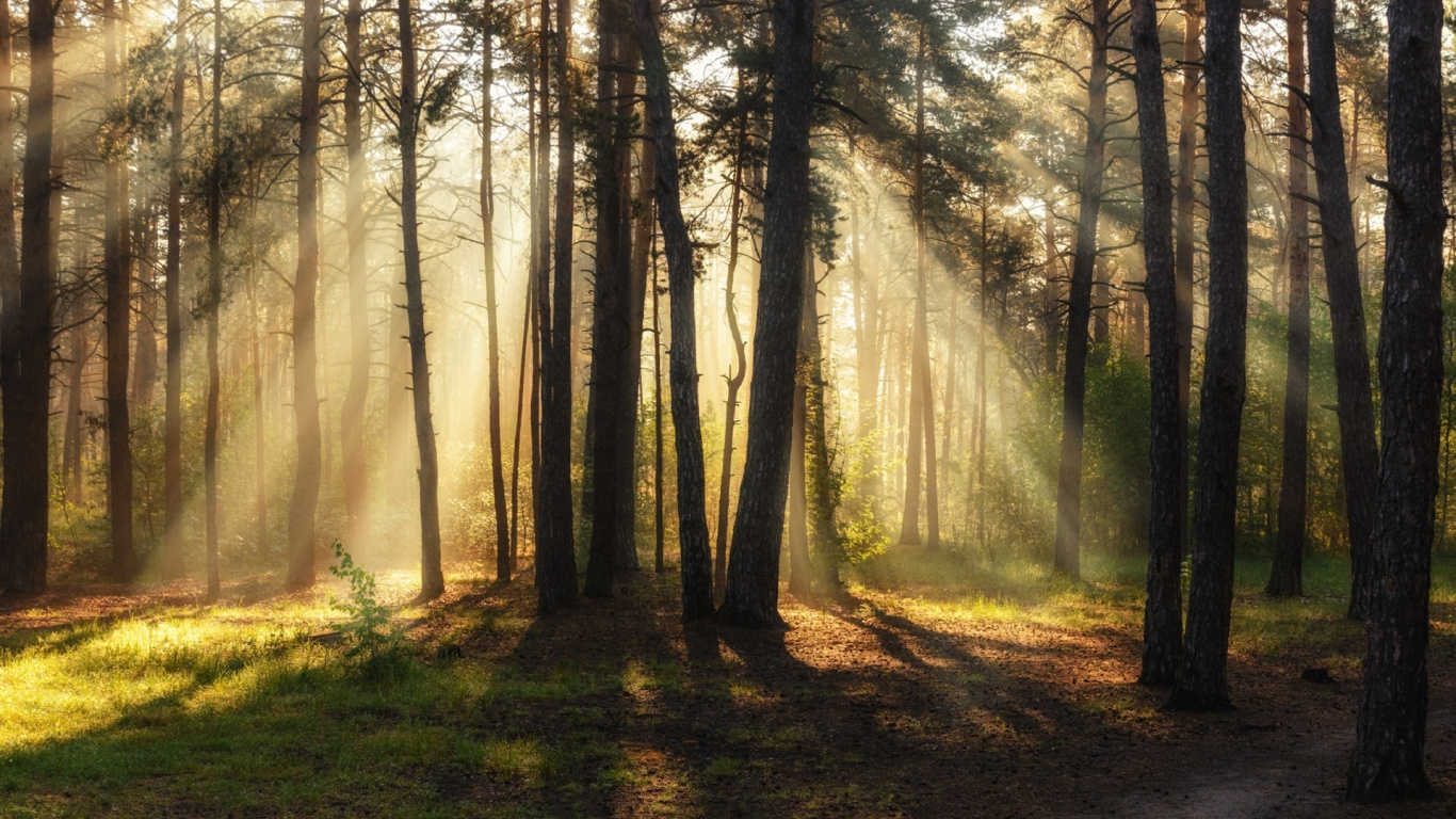 Brown Trees on Green Grass Field During Daytime. Wallpaper in 1366x768 Resolution