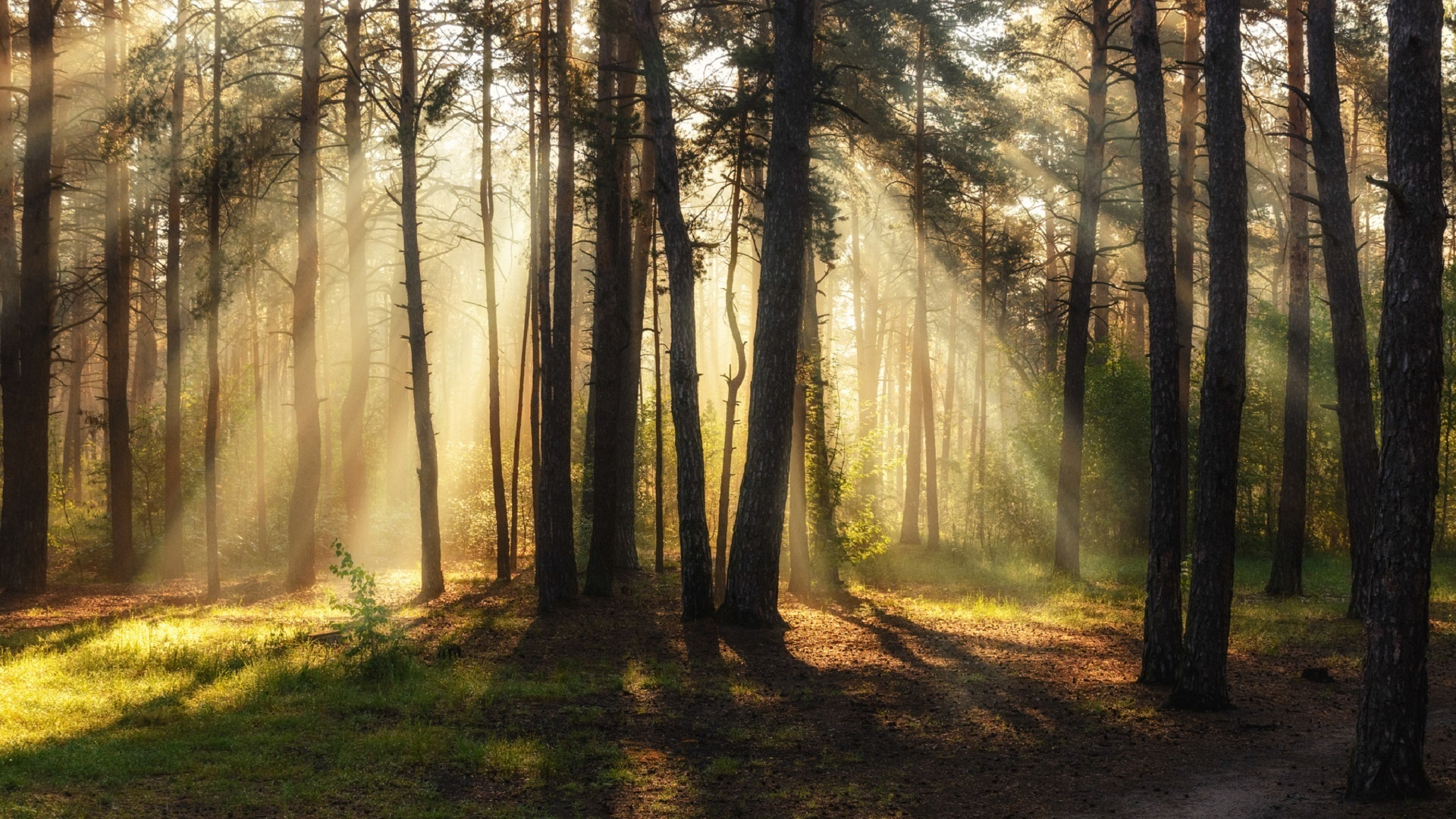 Brown Trees on Green Grass Field During Daytime. Wallpaper in 1920x1080 Resolution