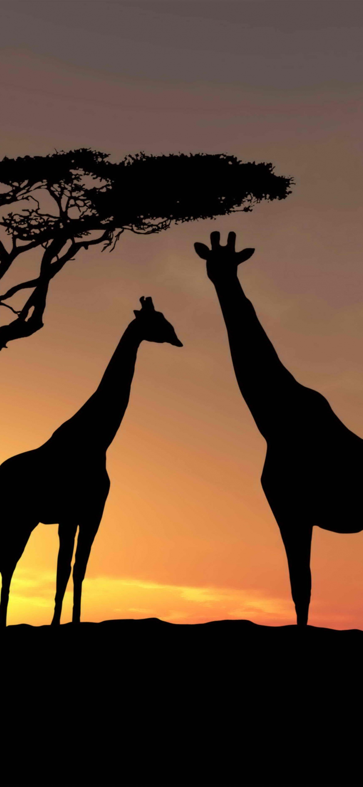 Silhouette of Giraffe Standing on Brown Sand During Sunset. Wallpaper in 1242x2688 Resolution