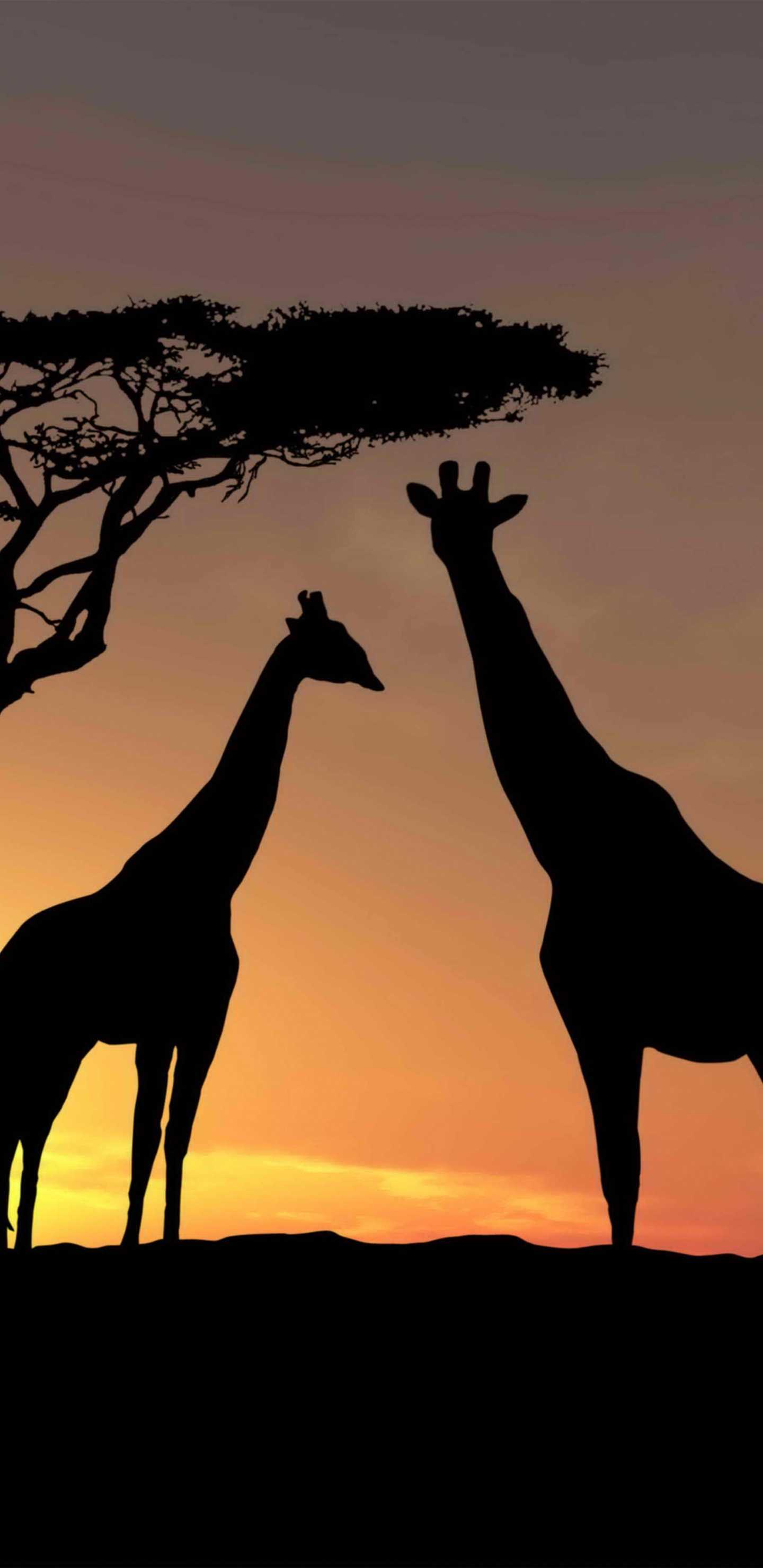 Silhouette of Giraffe Standing on Brown Sand During Sunset. Wallpaper in 1440x2960 Resolution