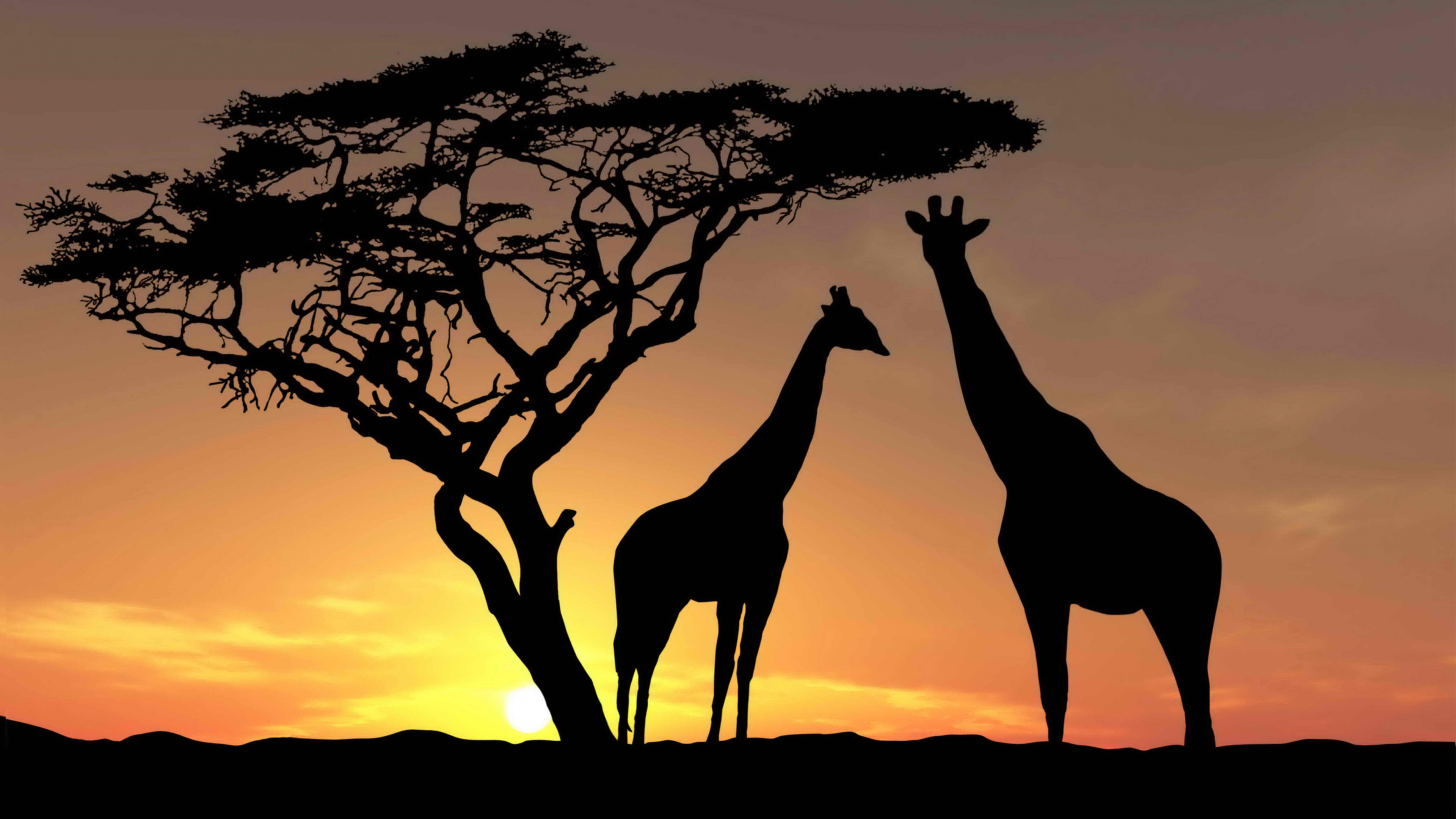 Silhouette Der Giraffe, Die Während Des Sonnenuntergangs Auf Braunem Sand Steht. Wallpaper in 3840x2160 Resolution